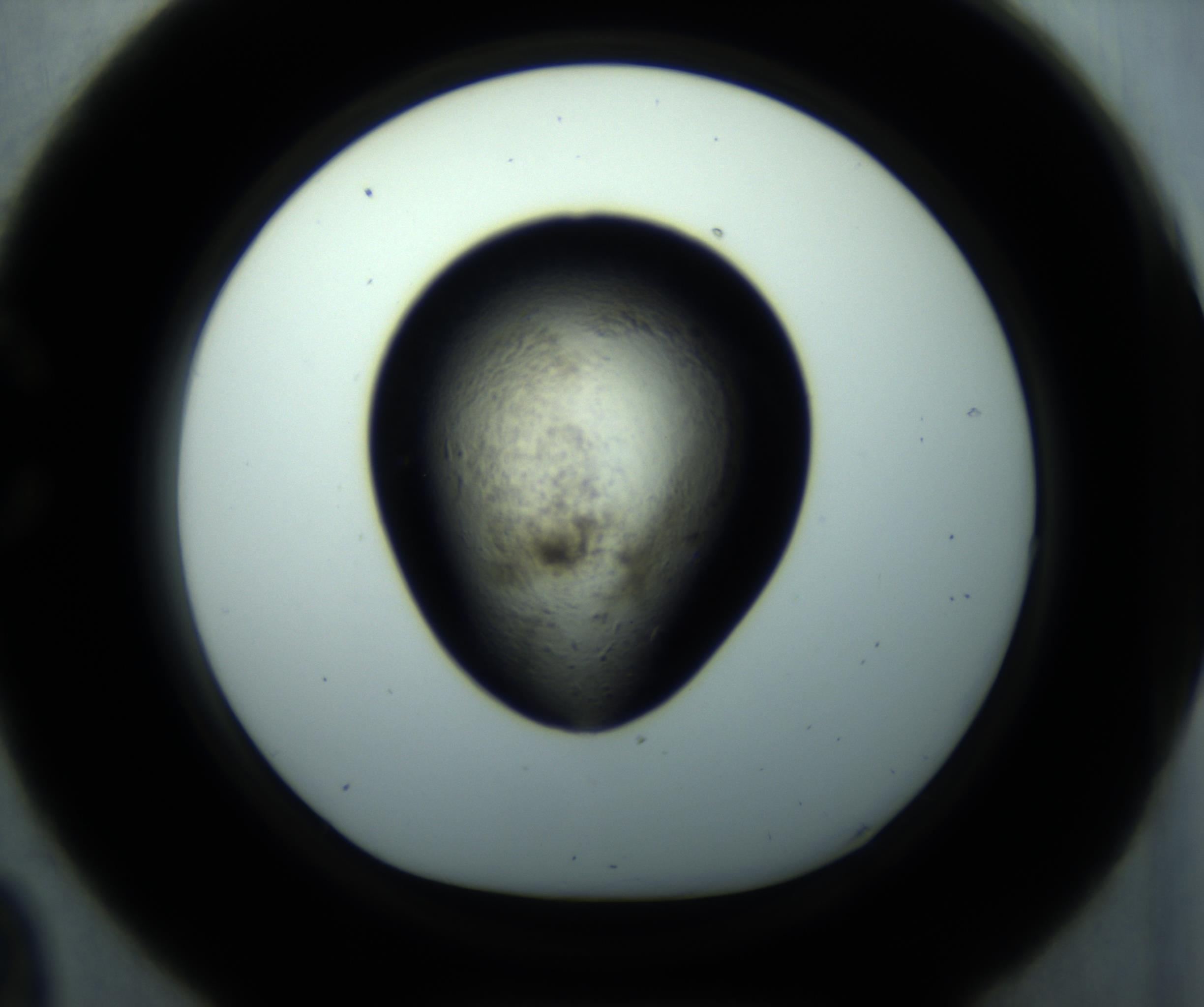 RI01_03_000_0212_Proj1_Clon1_MC_0000MC102892_001_161024_09_03_01_00_98_002_001_RAI.jpg