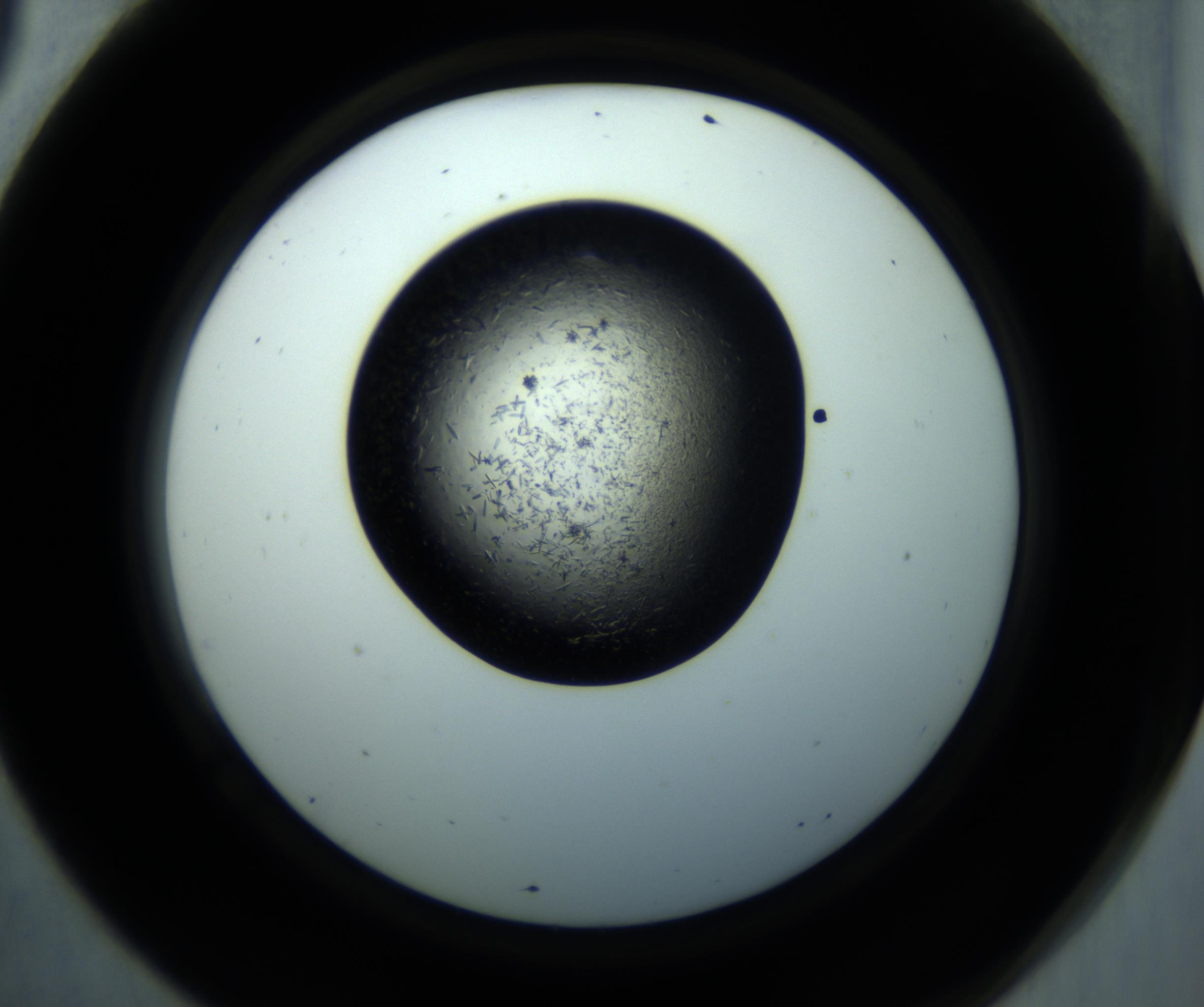 RI01_03_000_0212_Proj1_Clon1_MC_0000MC102892_001_161024_09_06_02_00_98_002_001_RAI.jpg