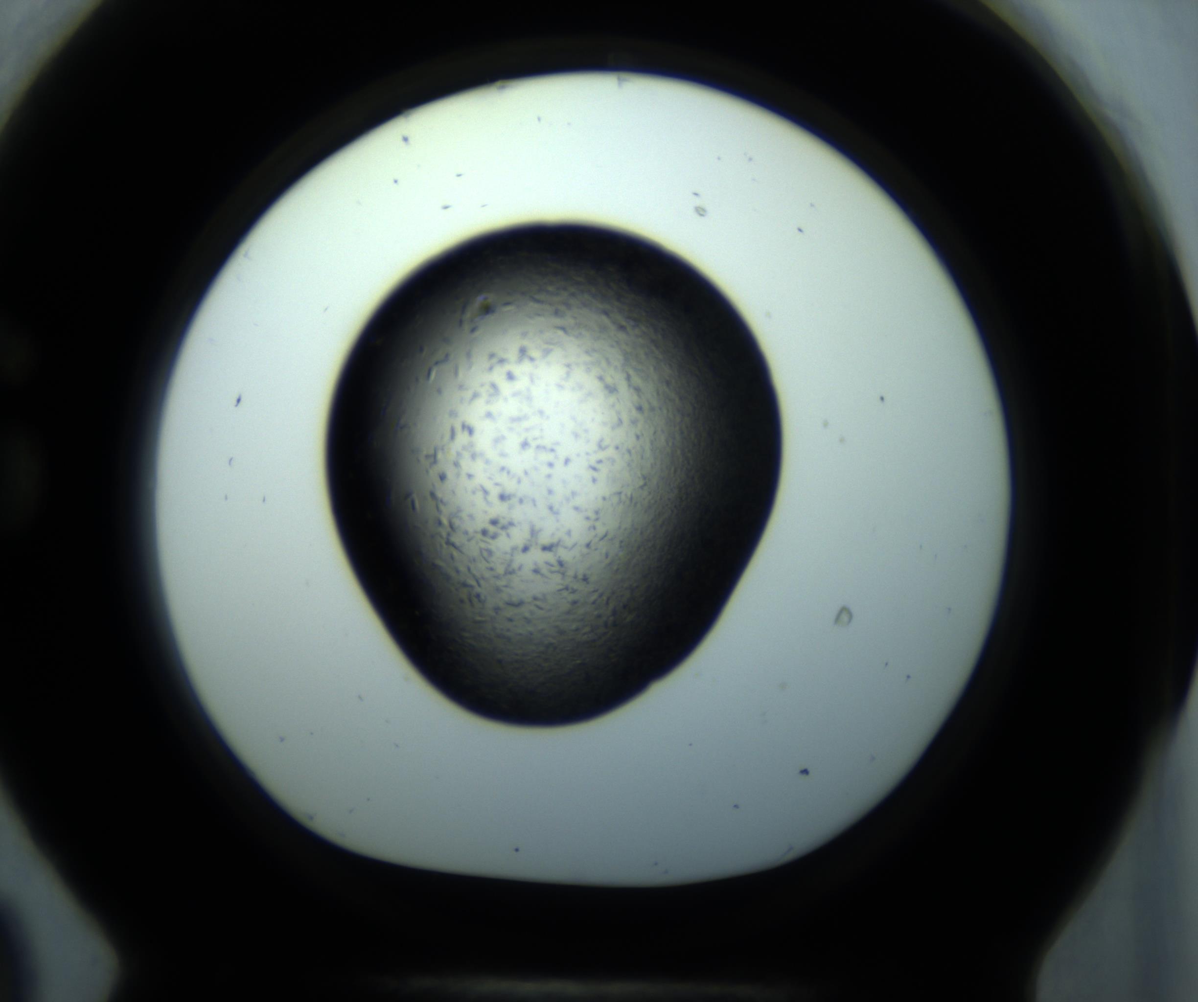 RI01_03_000_0212_Proj1_Clon1_MC_0000MC102892_001_161024_09_07_01_00_98_002_001_RAI.jpg