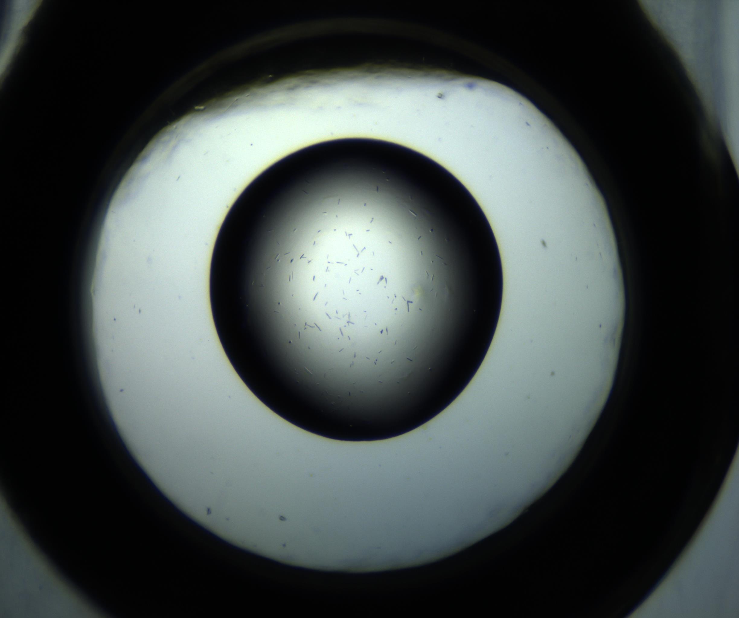 RI01_03_000_0212_Proj1_Clon1_MC_0000MC102892_001_161024_09_07_02_00_98_002_001_RAI.jpg