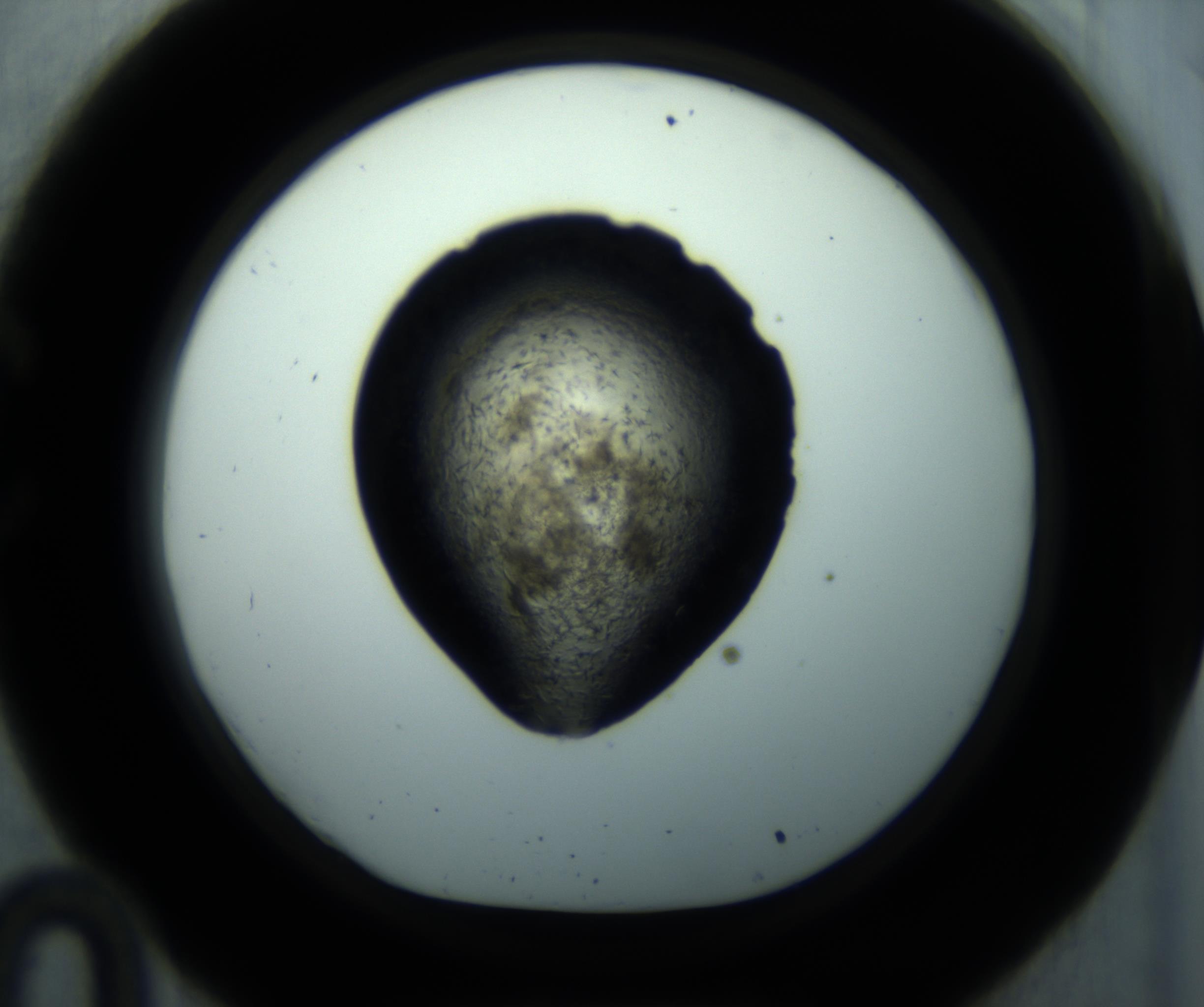 RI01_03_000_0212_Proj1_Clon1_MC_0000MC102892_001_161024_10_03_01_00_98_002_001_RAI.jpg