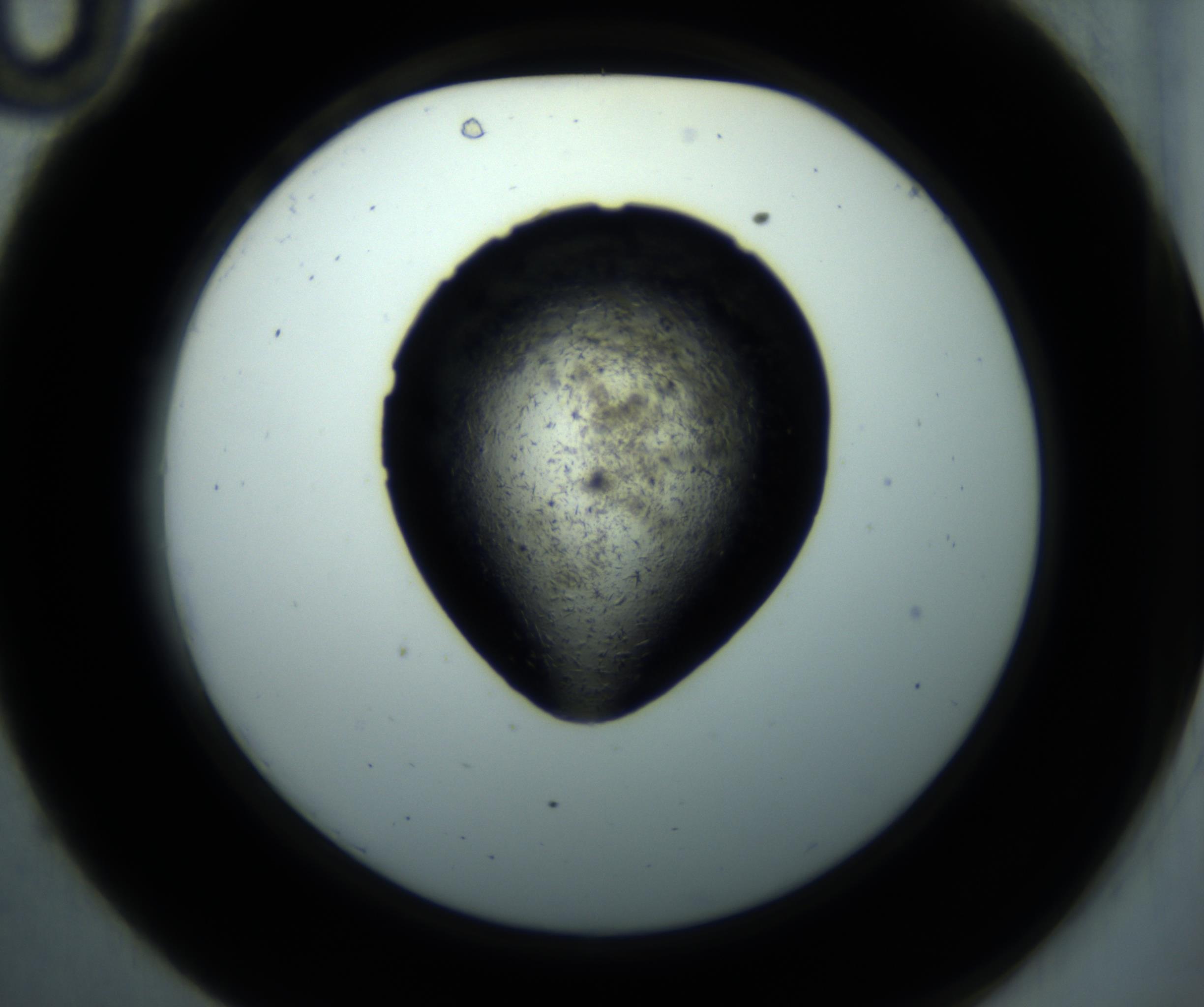 RI01_03_000_0212_Proj1_Clon1_MC_0000MC102892_001_161024_10_03_02_00_98_002_001_RAI.jpg
