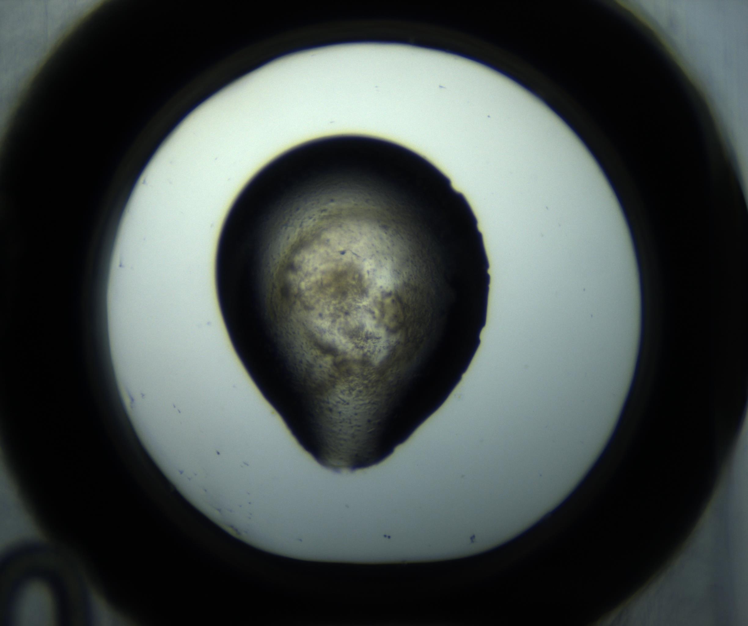 RI01_03_000_0212_Proj1_Clon1_MC_0000MC102892_001_161024_10_04_01_00_98_002_001_RAI.jpg