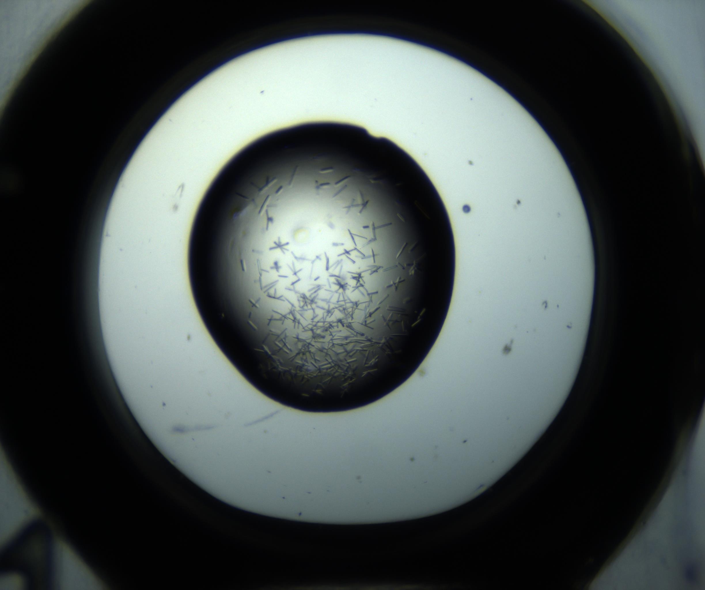 RI01_03_000_0212_Proj1_Clon1_MC_0000MC102892_001_161024_11_06_01_00_98_002_001_RAI.jpg