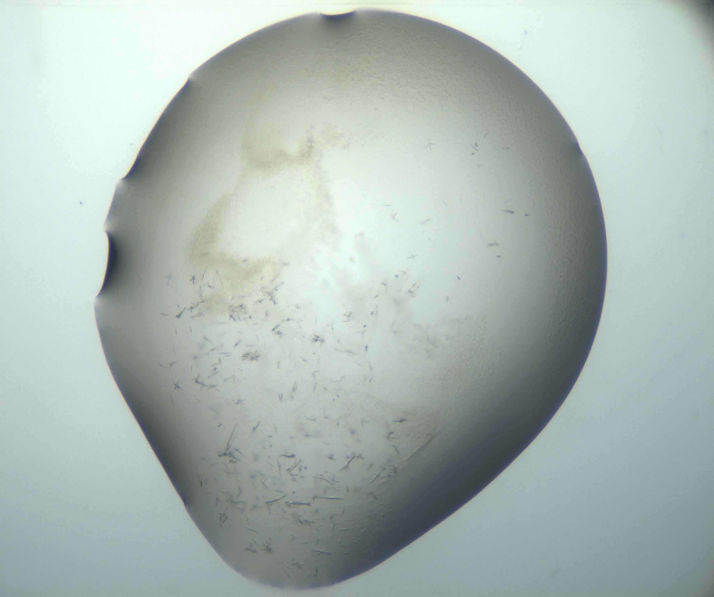 RI01_03_000_0212_Proj1_Clon1_MC_0000MC102892_003_161027_08_02_01_00_99_002_001_RAI.jpg