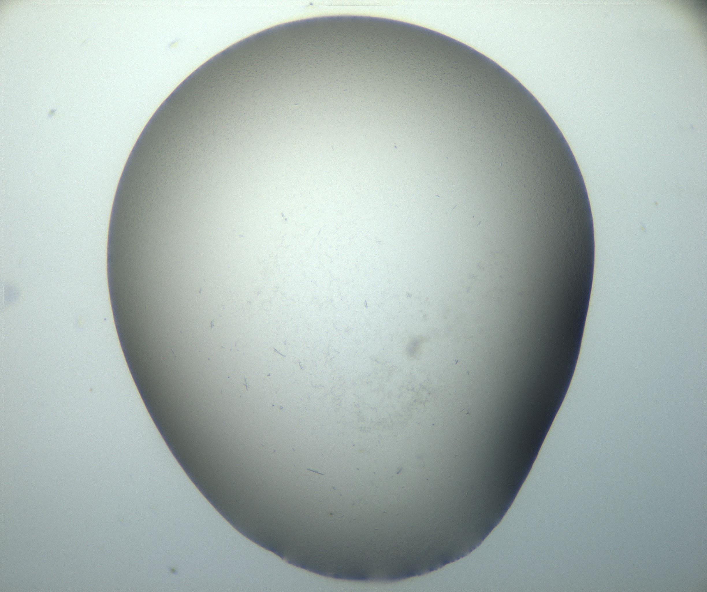 RI01_03_000_0212_Proj1_Clon1_MC_0000MC102892_003_161027_08_03_02_00_99_002_001_RAI.jpg