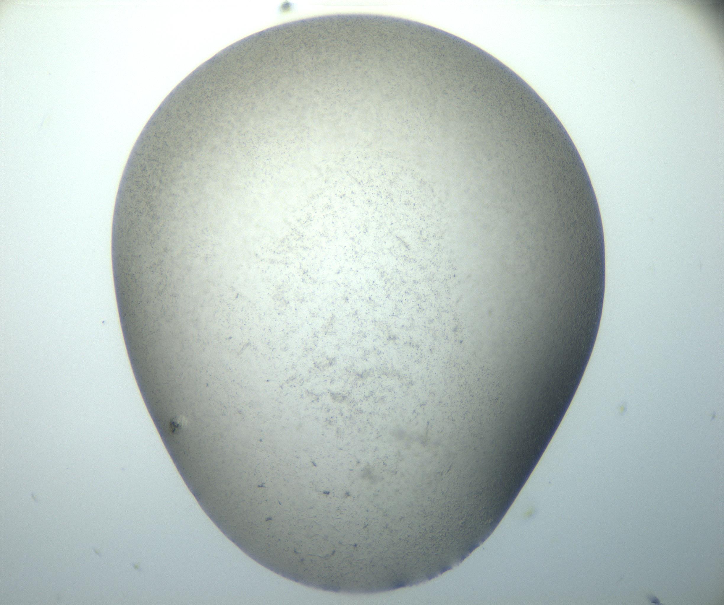 RI01_03_000_0212_Proj1_Clon1_MC_0000MC102892_003_161027_09_03_02_00_99_002_001_RAI.jpg