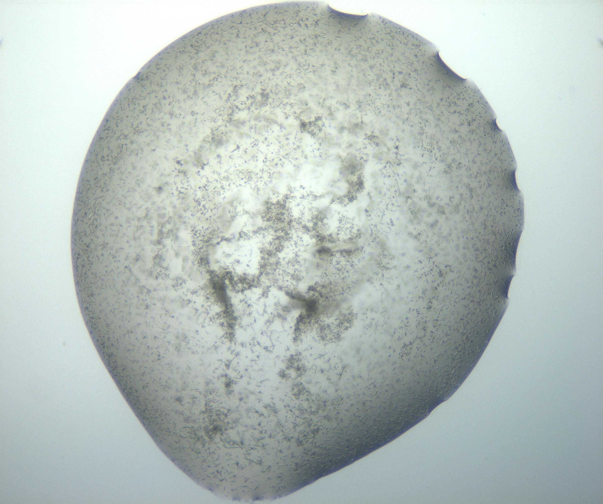 RI01_03_000_0212_Proj1_Clon1_MC_0000MC102892_003_161027_10_02_01_00_99_002_001_RAI.jpg