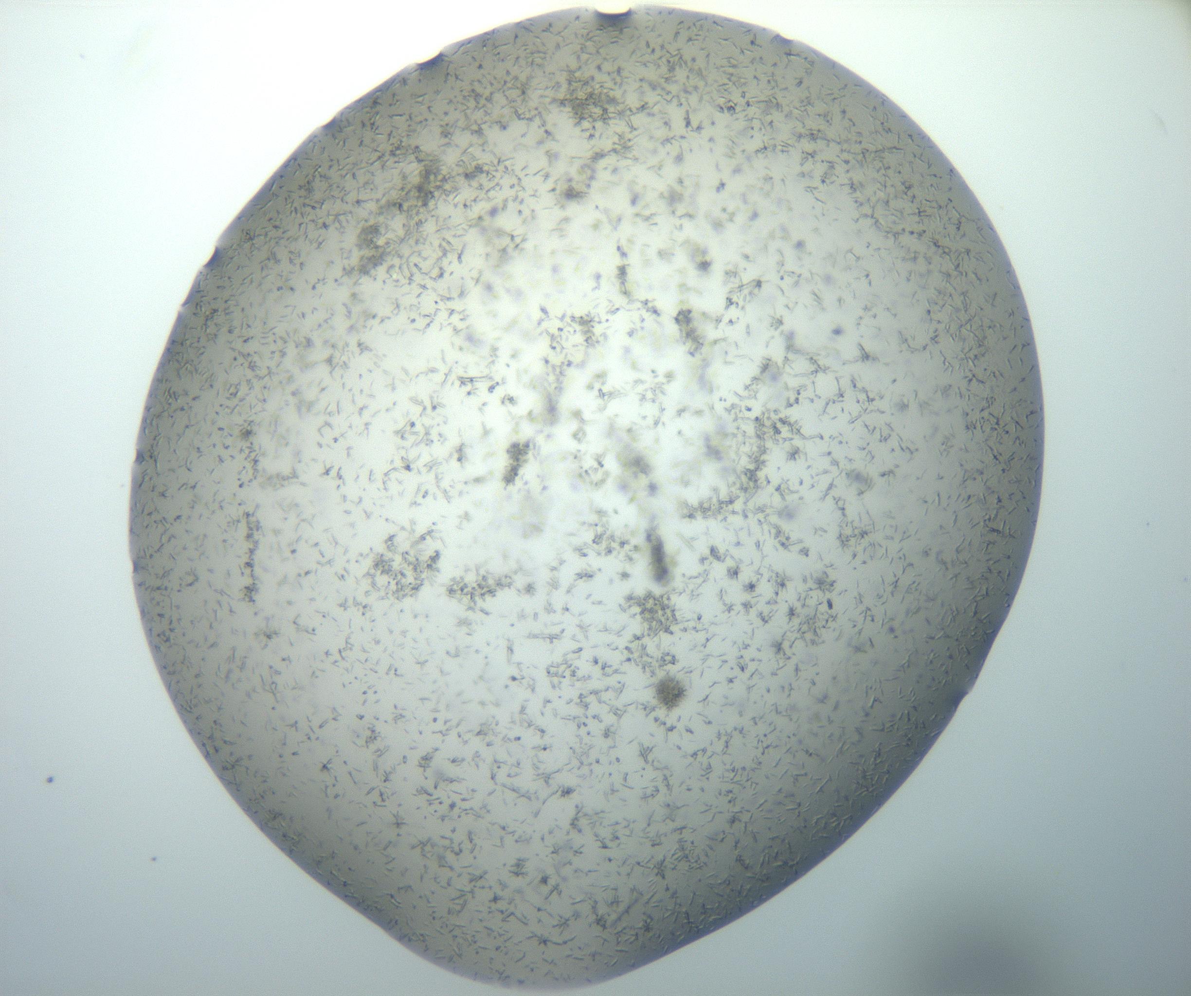 RI01_03_000_0212_Proj1_Clon1_MC_0000MC102892_003_161027_10_02_02_00_99_002_001_RAI.jpg