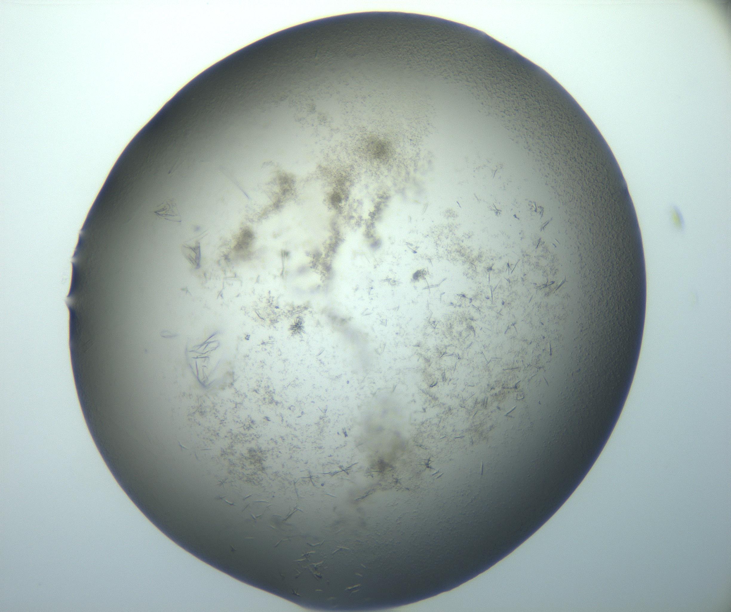 RI01_03_000_0212_Proj1_Clon1_MC_0000MC102892_014_161219_08_02_02_00_99_002_001_RAI.jpg