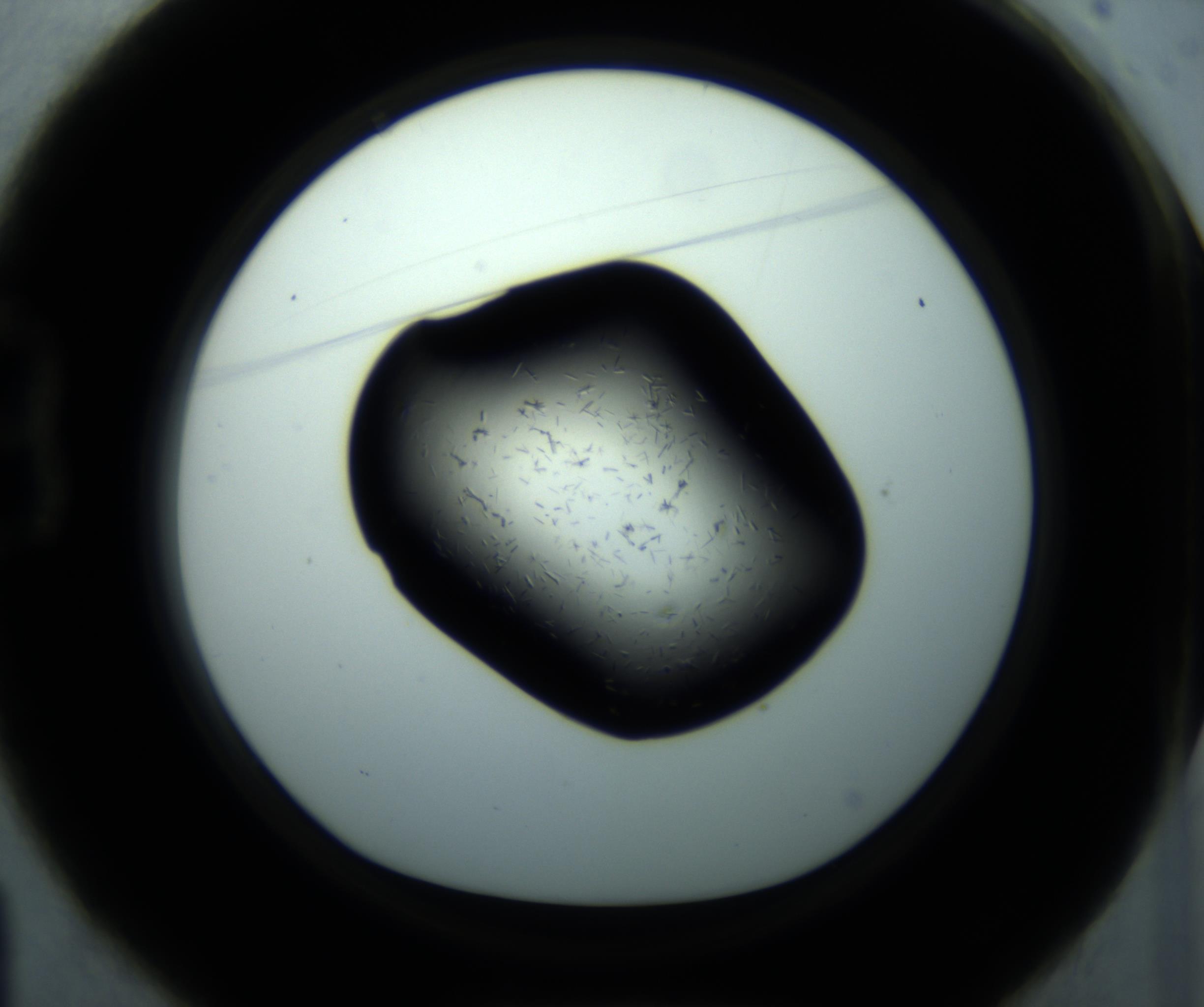 RI01_03_000_0212_Proj1_Clon1_MC_0000MC102893_001_161024_01_02_01_00_98_002_001_RAI.jpg