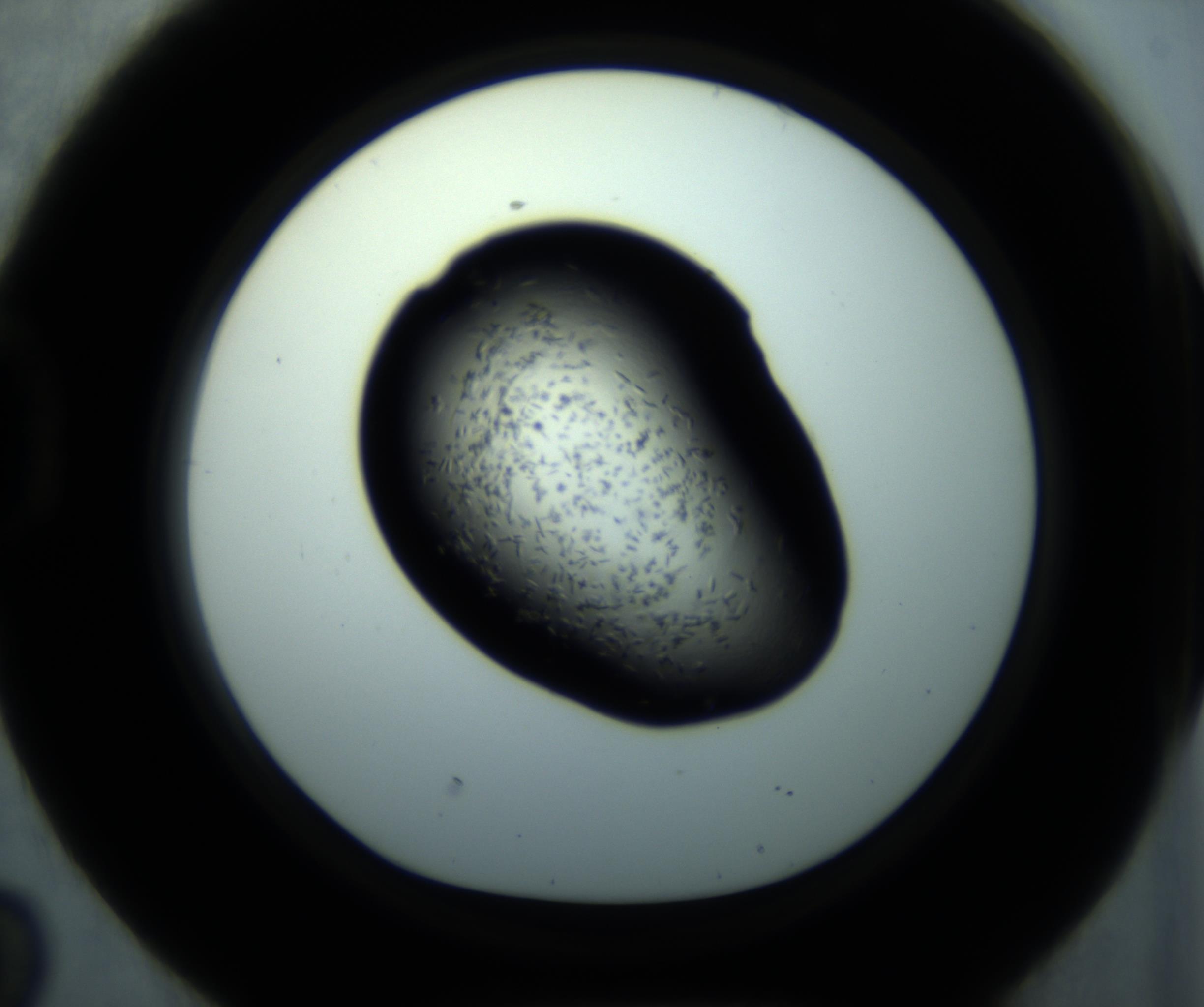 RI01_03_000_0212_Proj1_Clon1_MC_0000MC102893_001_161024_02_04_01_00_98_002_001_RAI.jpg