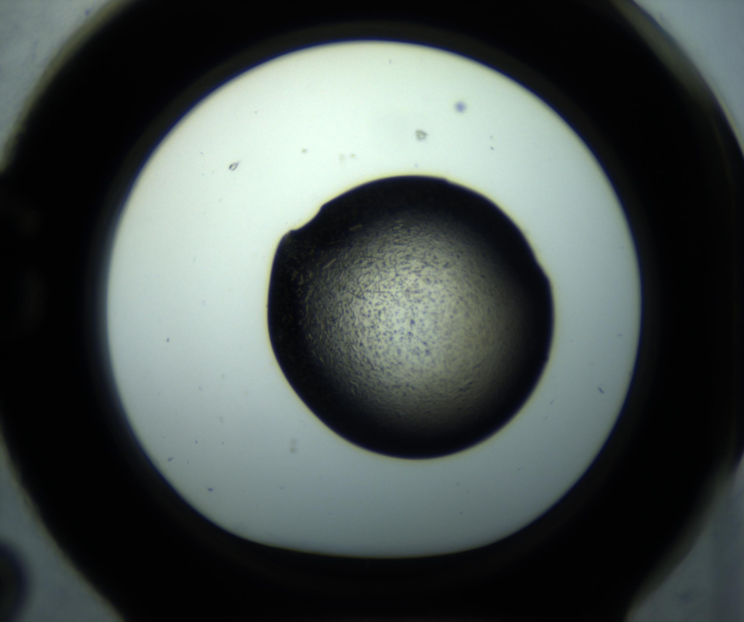 RI01_03_000_0212_Proj1_Clon1_MC_0000MC102893_001_161024_02_07_01_00_98_002_001_RAI.jpg