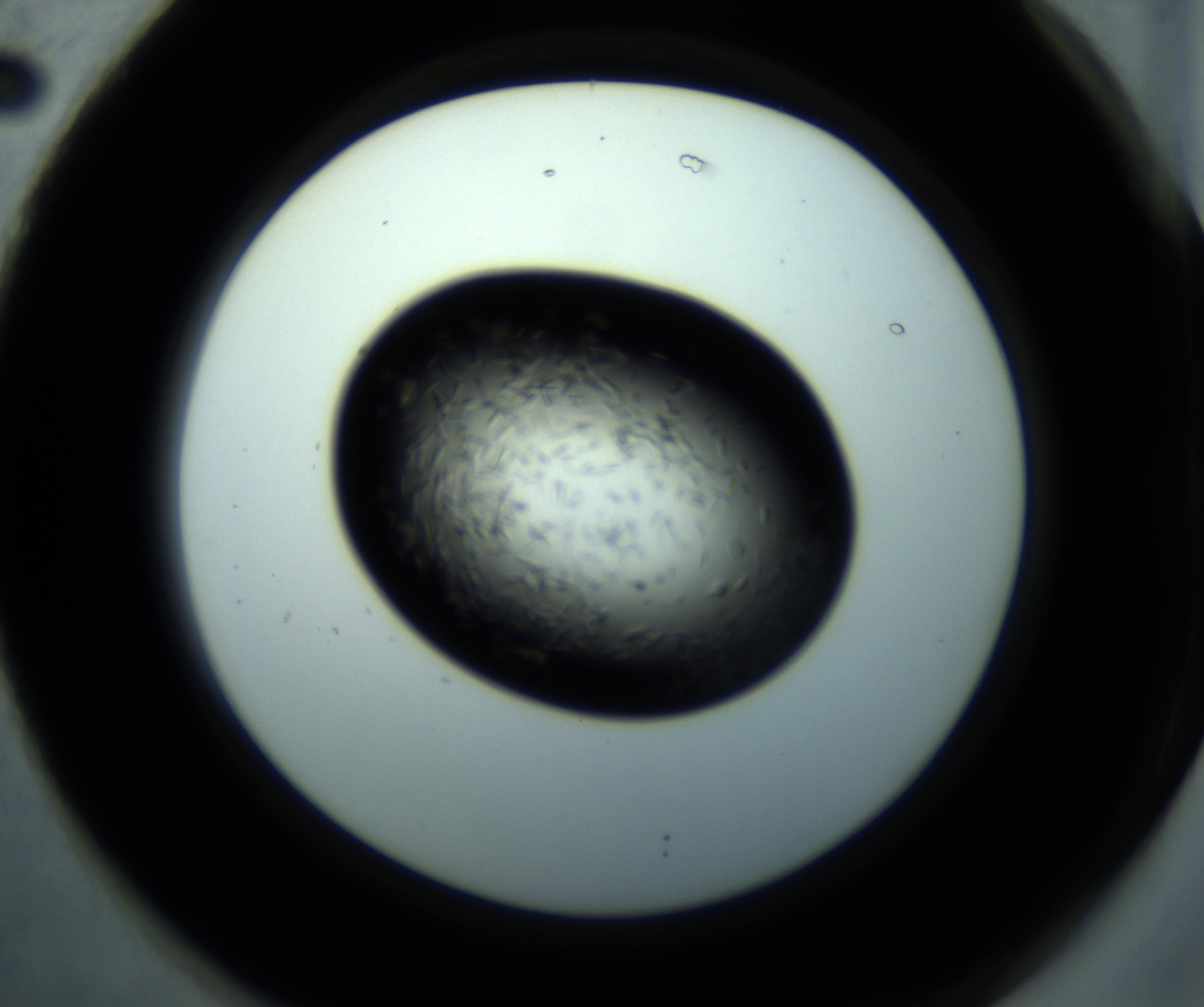 RI01_03_000_0212_Proj1_Clon1_MC_0000MC102893_001_161024_02_07_02_00_98_002_001_RAI.jpg