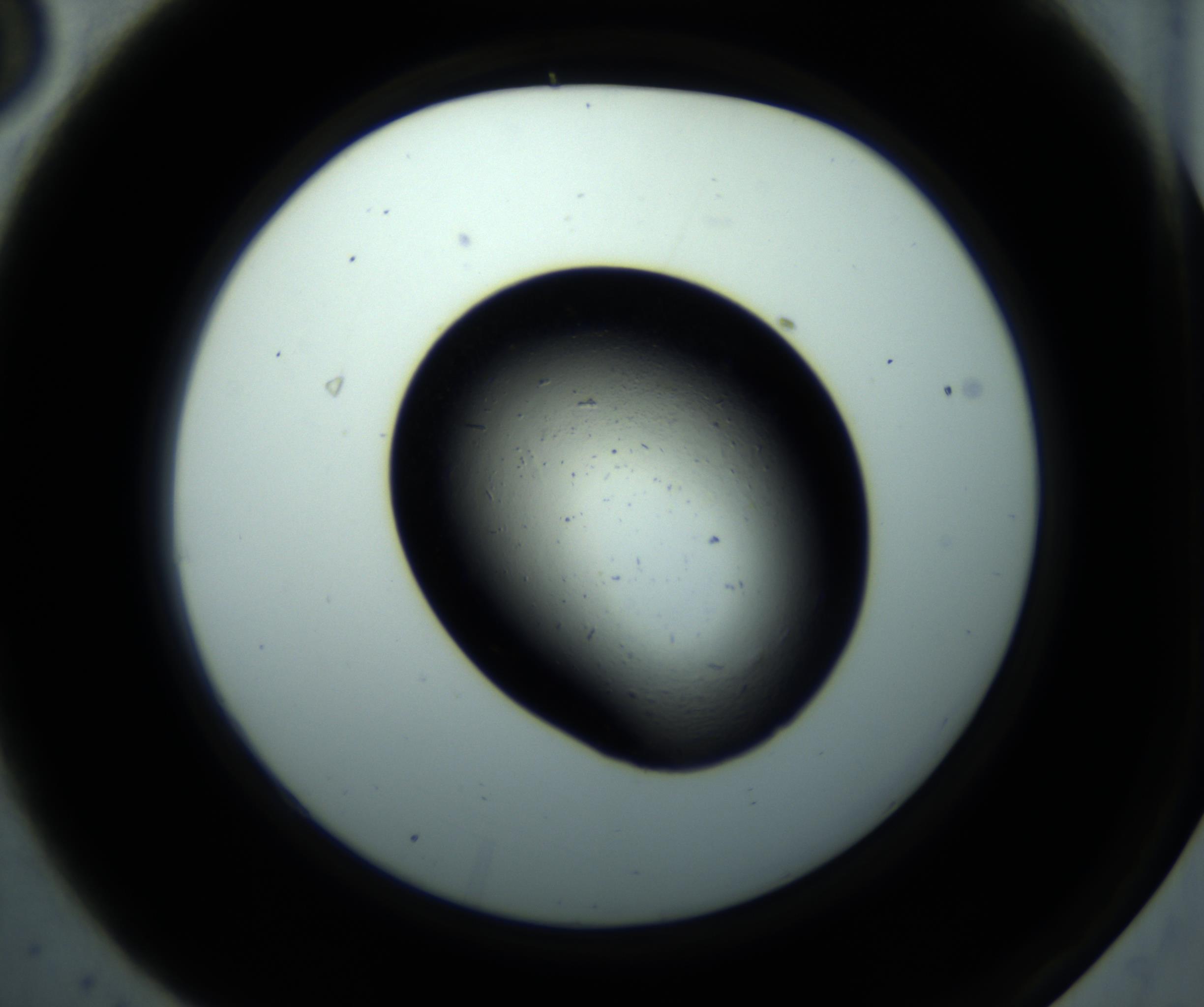 RI01_03_000_0212_Proj1_Clon1_MC_0000MC102893_001_161024_03_01_02_00_98_002_001_RAI.jpg