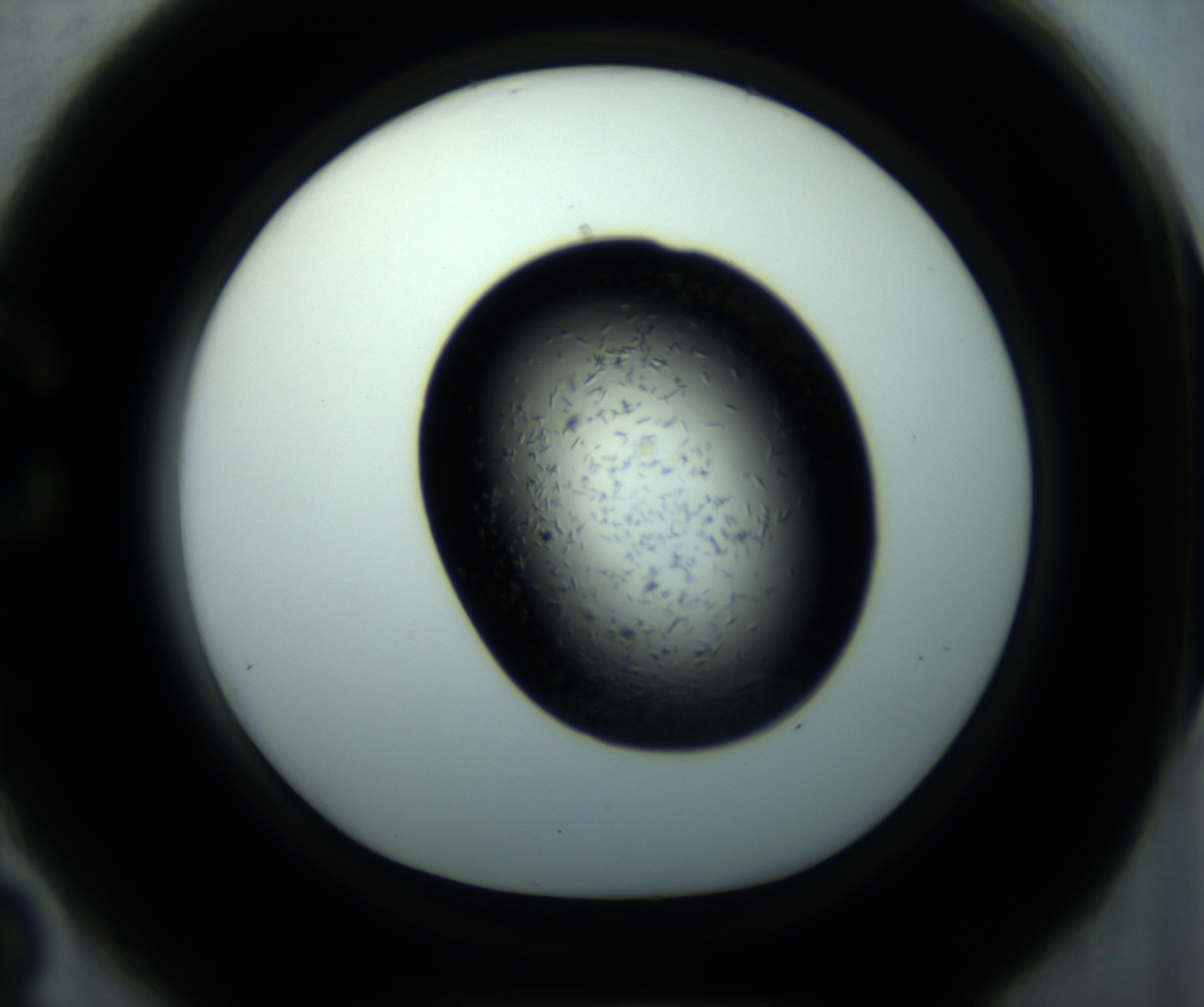 RI01_03_000_0212_Proj1_Clon1_MC_0000MC102893_001_161024_03_03_01_00_98_002_001_RAI.jpg