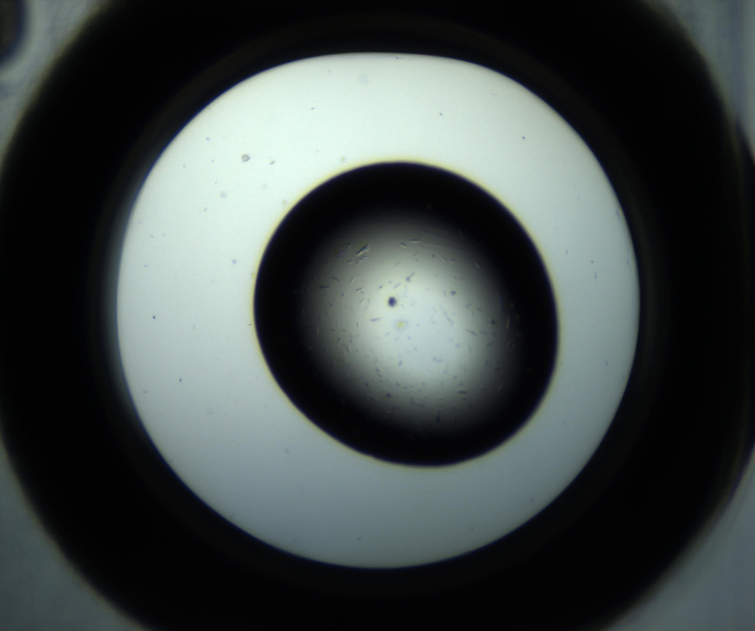 RI01_03_000_0212_Proj1_Clon1_MC_0000MC102893_001_161024_03_03_02_00_98_002_001_RAI.jpg