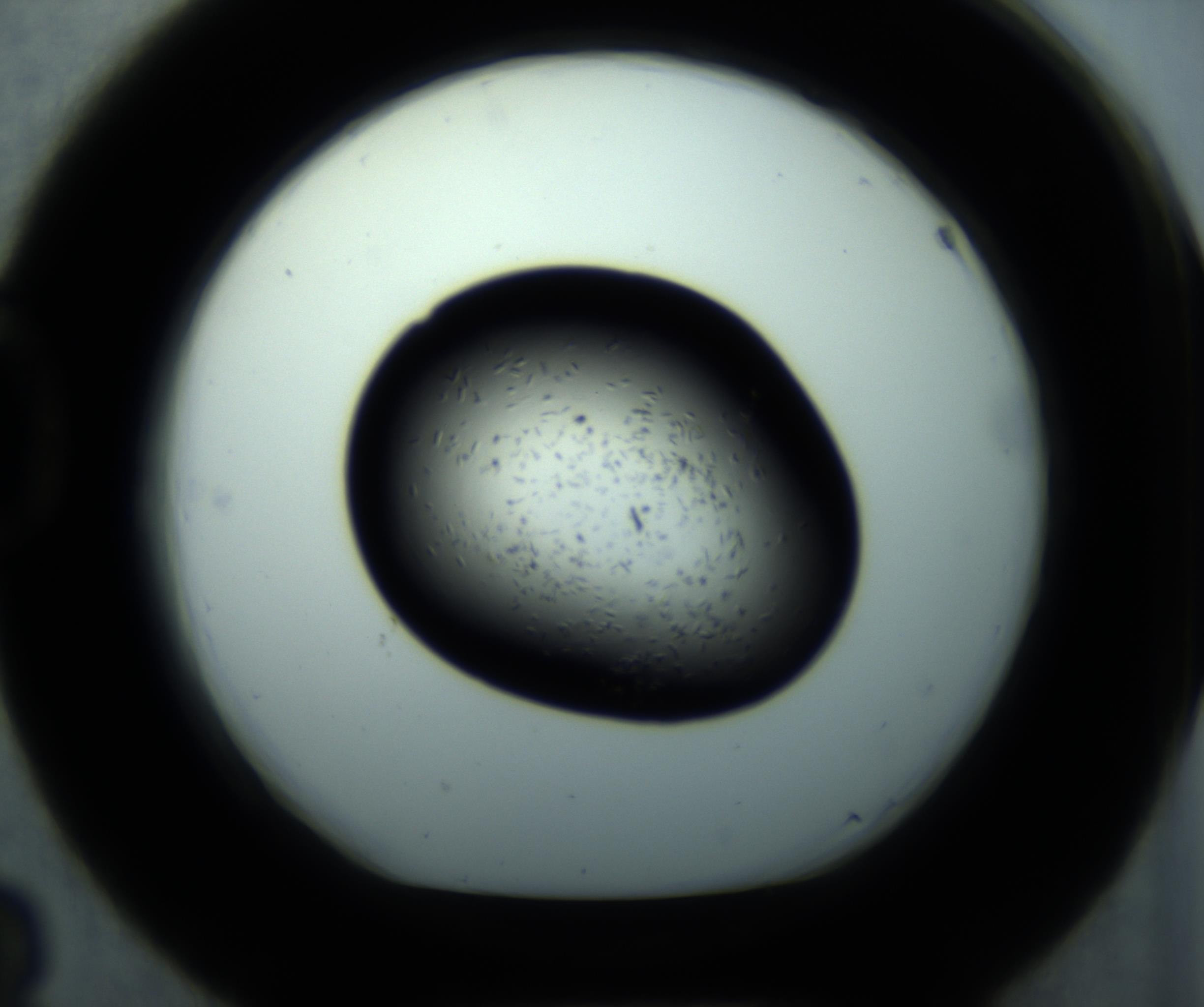 RI01_03_000_0212_Proj1_Clon1_MC_0000MC102893_001_161024_03_04_01_00_98_002_001_RAI.jpg