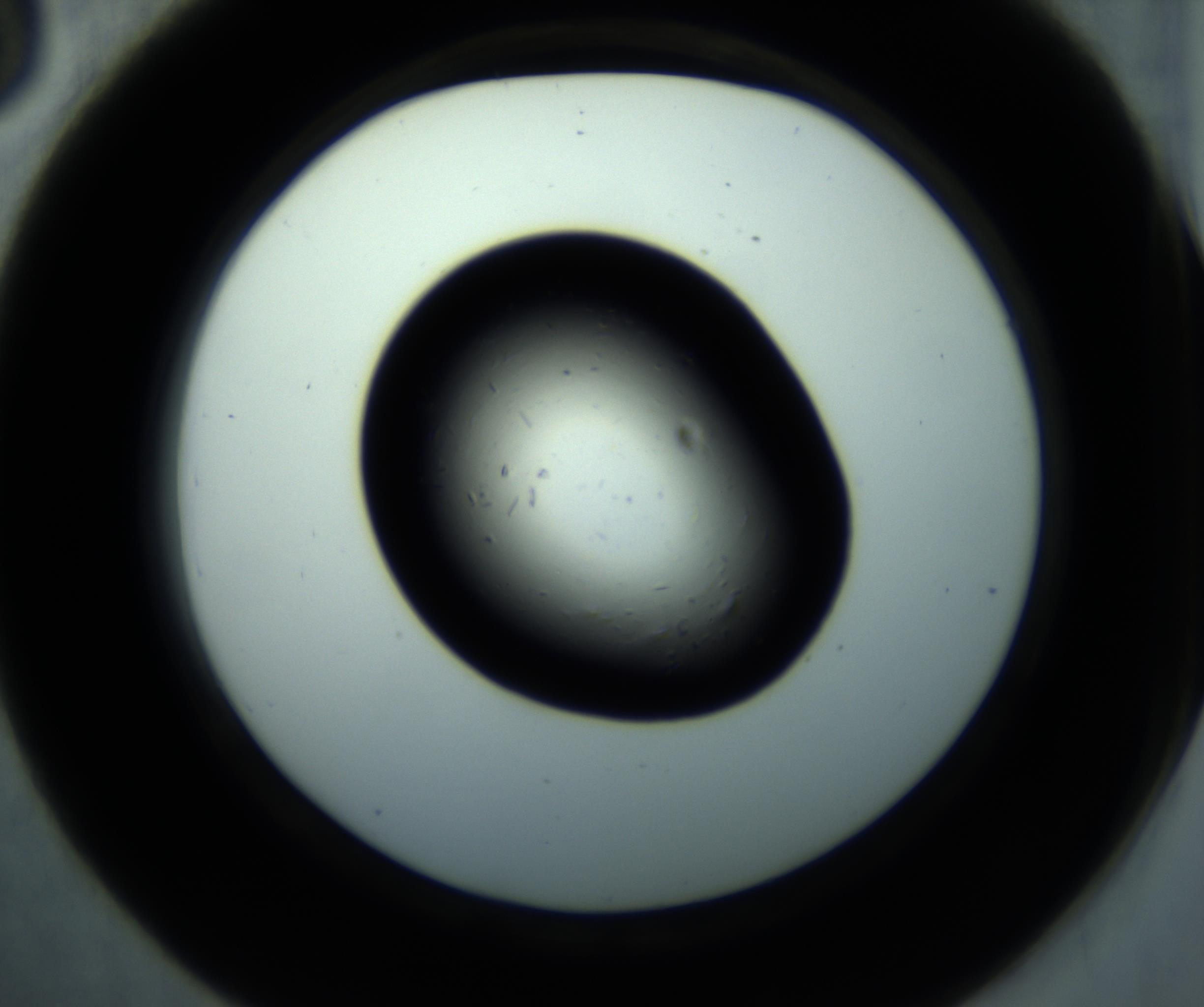 RI01_03_000_0212_Proj1_Clon1_MC_0000MC102893_001_161024_03_04_02_00_98_002_001_RAI.jpg