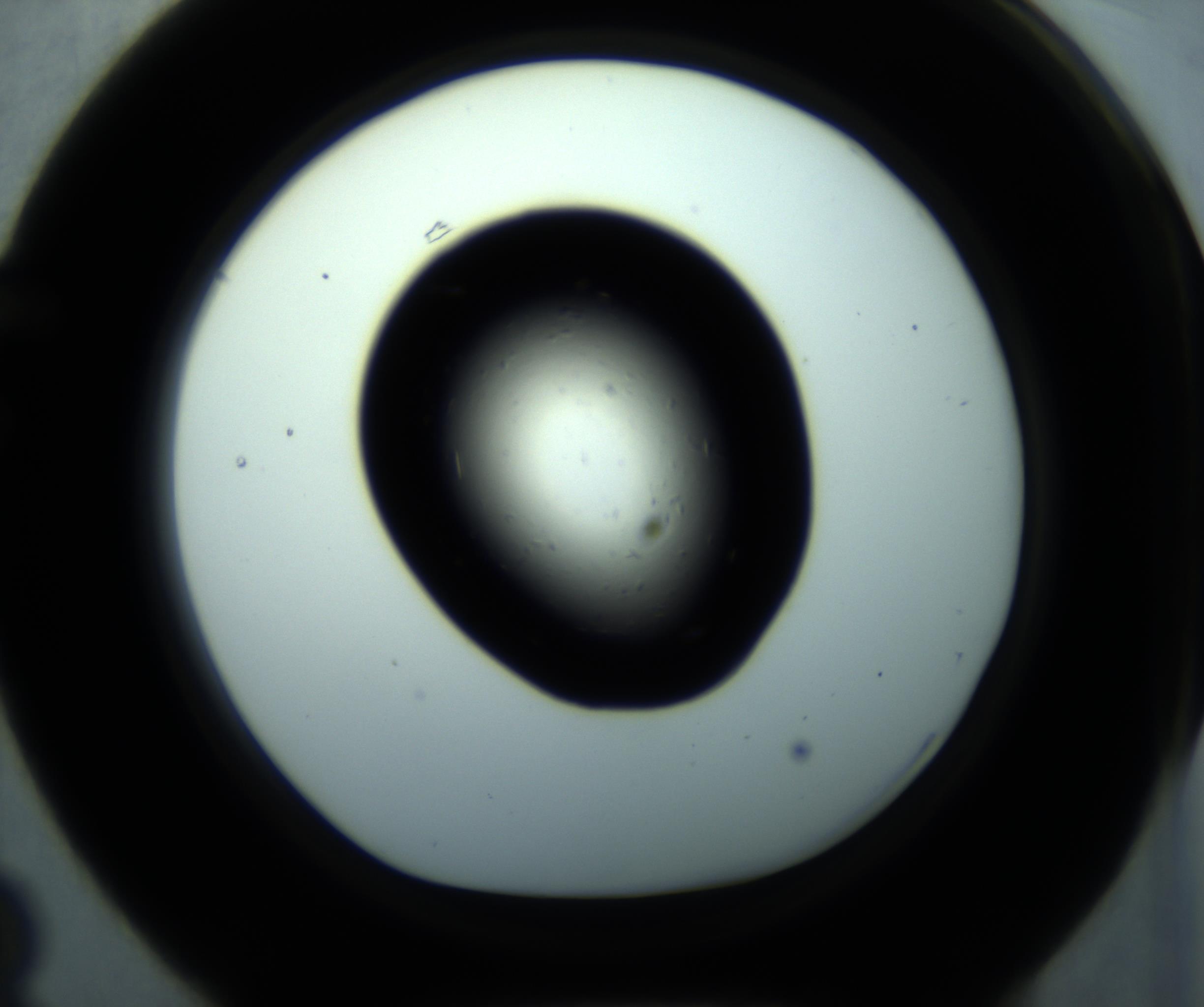 RI01_03_000_0212_Proj1_Clon1_MC_0000MC102893_001_161024_03_06_01_00_98_002_001_RAI.jpg