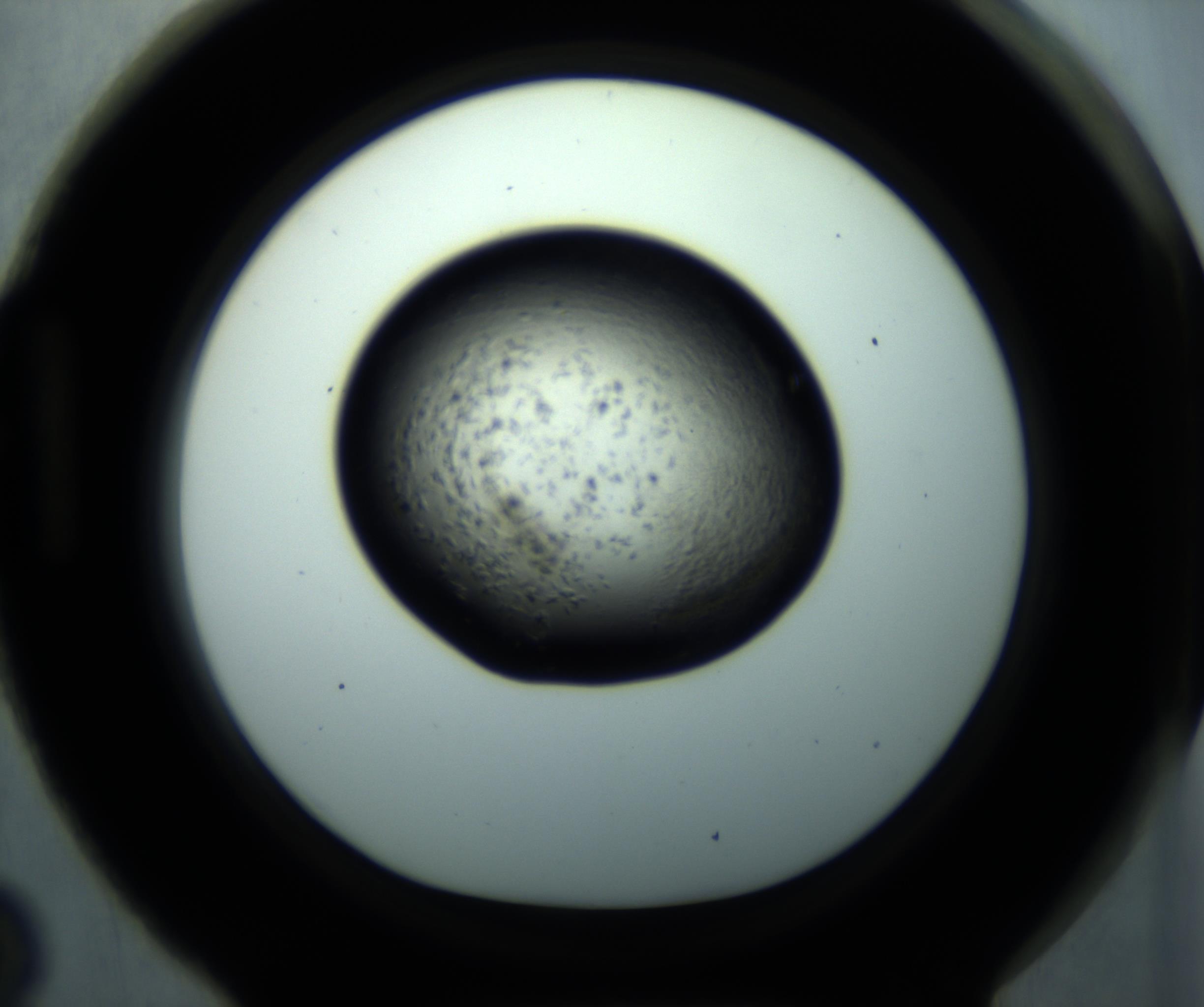 RI01_03_000_0212_Proj1_Clon1_MC_0000MC102893_001_161024_03_08_01_00_98_002_001_RAI.jpg