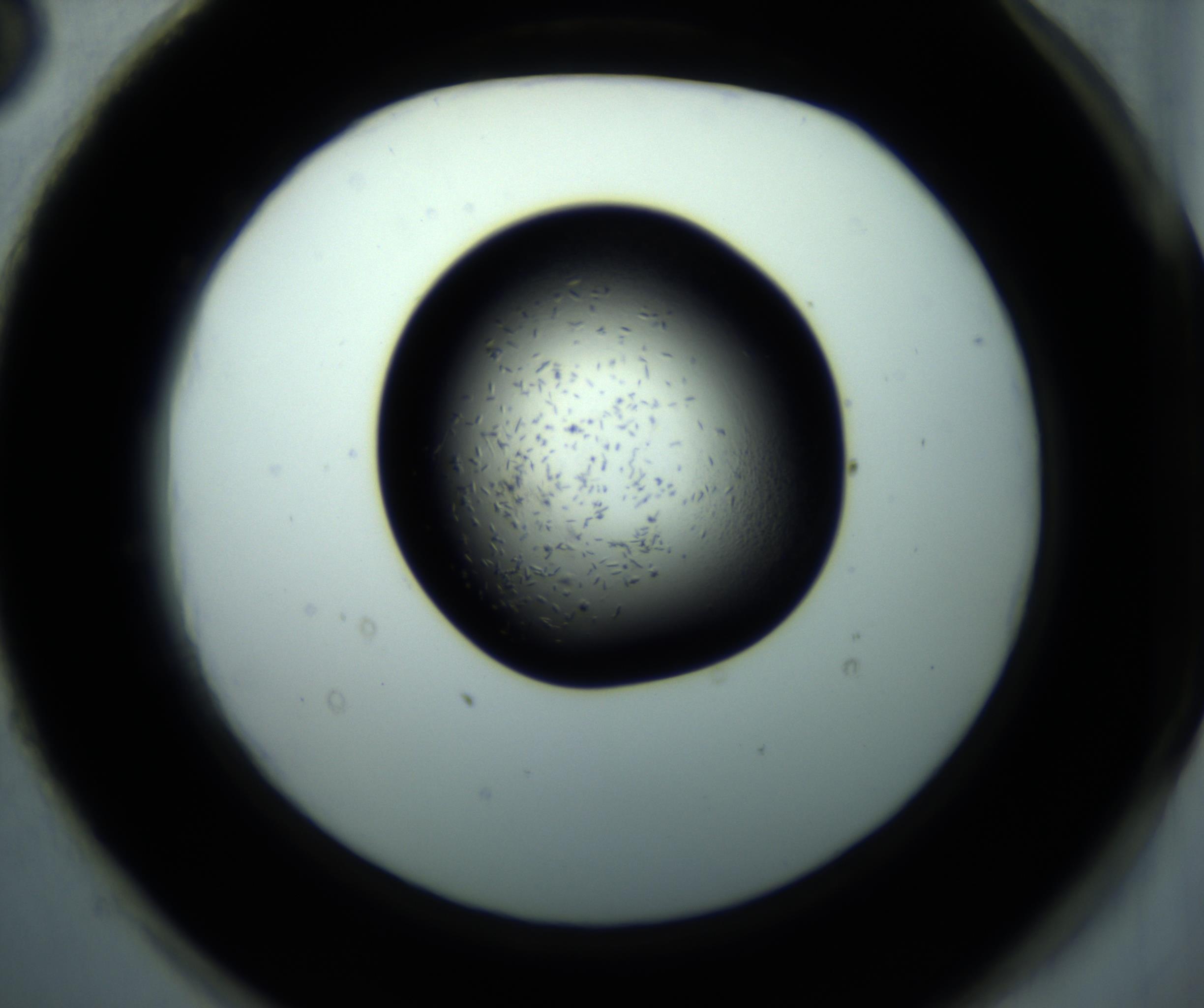 RI01_03_000_0212_Proj1_Clon1_MC_0000MC102893_001_161024_03_08_02_00_98_002_001_RAI.jpg