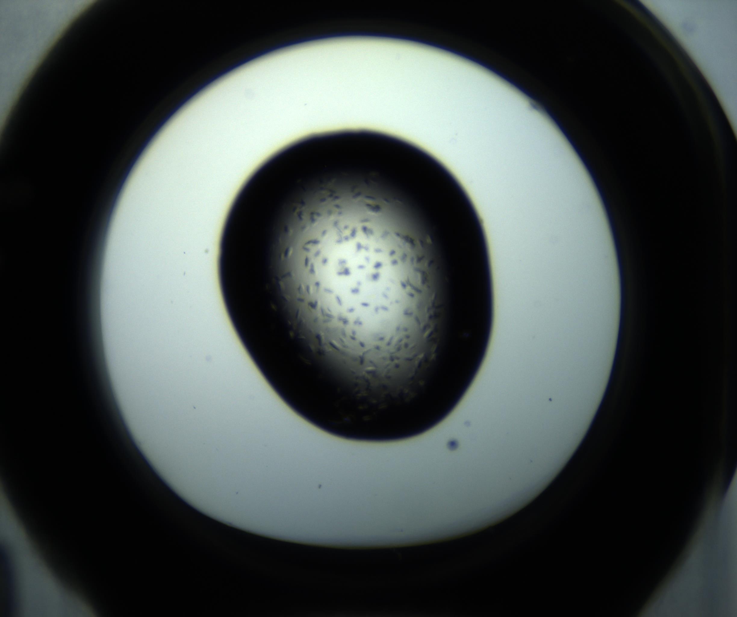 RI01_03_000_0212_Proj1_Clon1_MC_0000MC102893_001_161024_04_06_01_00_98_002_001_RAI.jpg