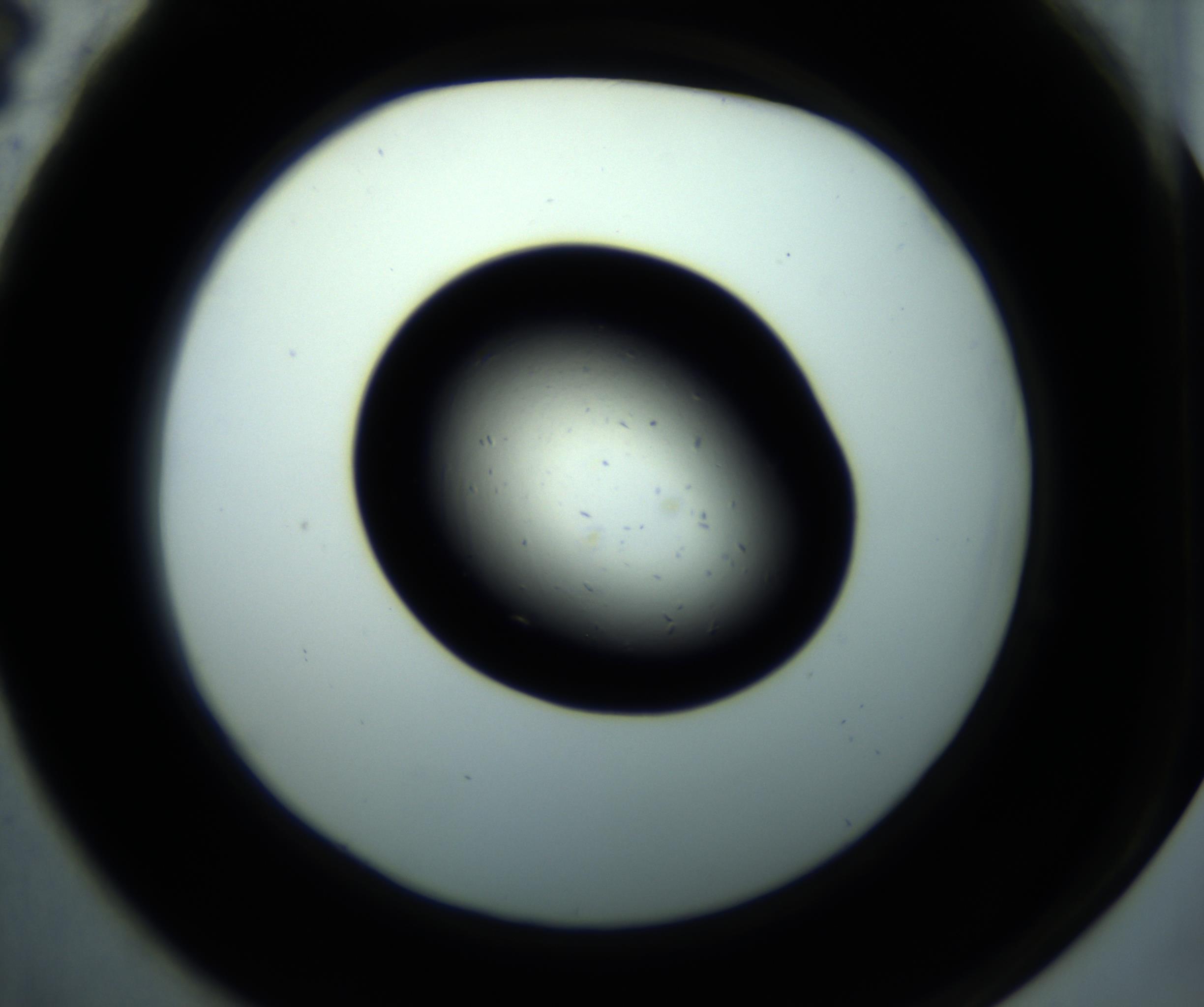 RI01_03_000_0212_Proj1_Clon1_MC_0000MC102893_001_161024_04_06_02_00_98_002_001_RAI.jpg
