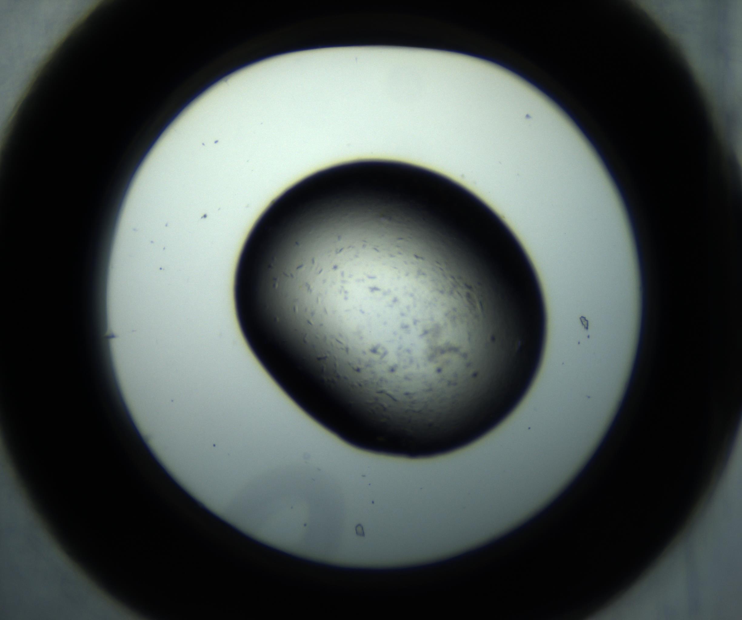 RI01_03_000_0212_Proj1_Clon1_MC_0000MC102893_001_161024_07_03_02_00_98_002_001_RAI.jpg