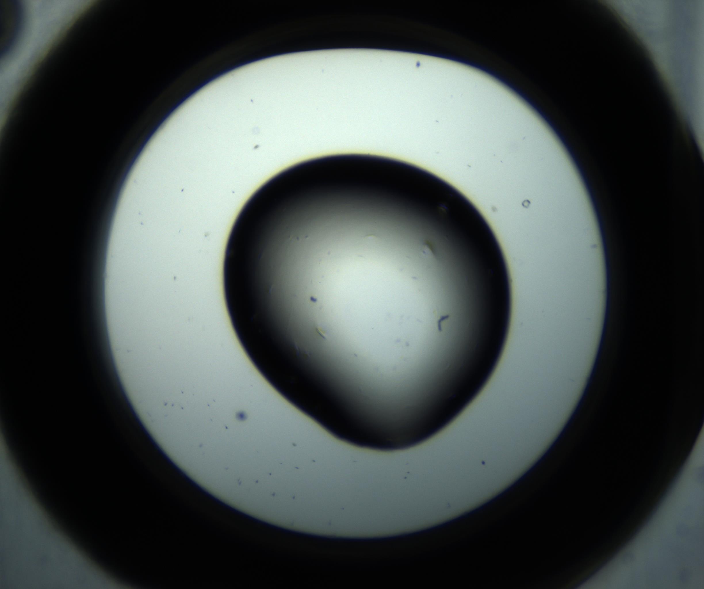 RI01_03_000_0212_Proj1_Clon1_MC_0000MC102893_001_161024_08_01_02_00_98_002_001_RAI.jpg