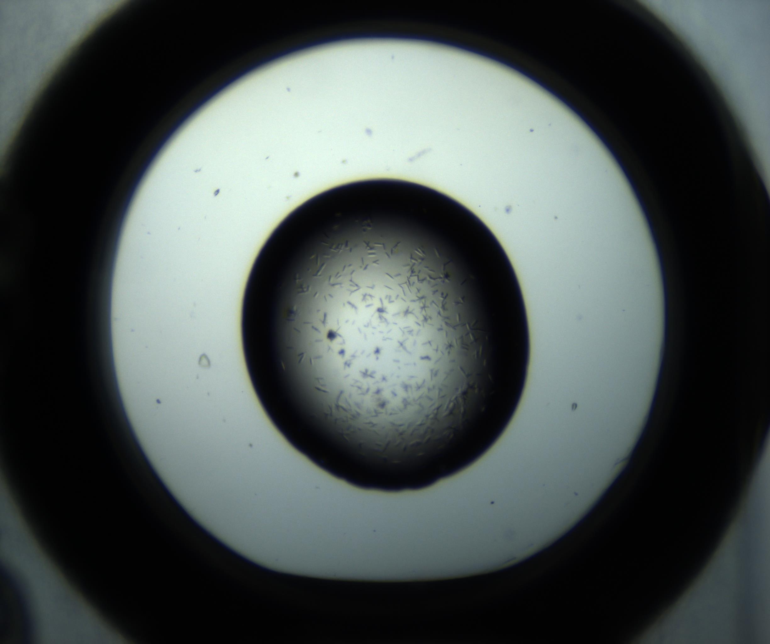 RI01_03_000_0212_Proj1_Clon1_MC_0000MC102893_001_161024_09_02_01_00_98_002_001_RAI.jpg