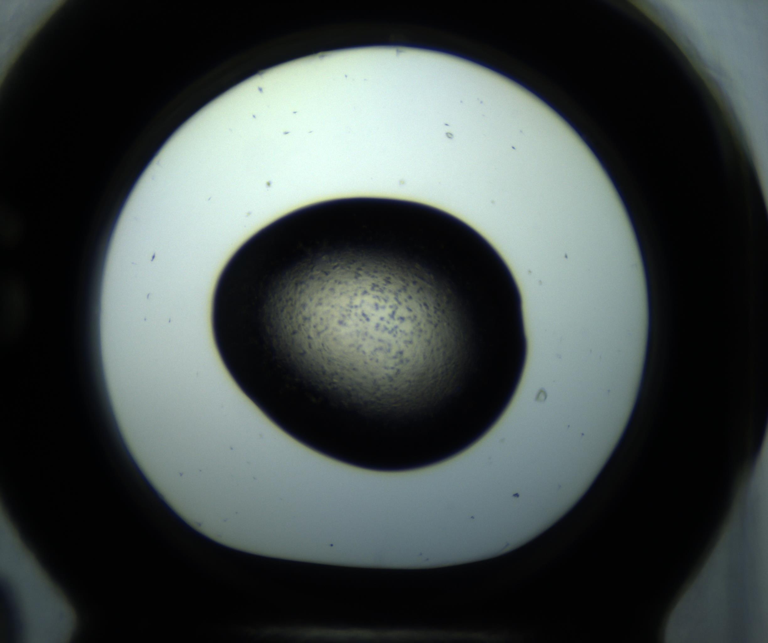 RI01_03_000_0212_Proj1_Clon1_MC_0000MC102893_001_161024_09_07_01_00_98_002_001_RAI.jpg