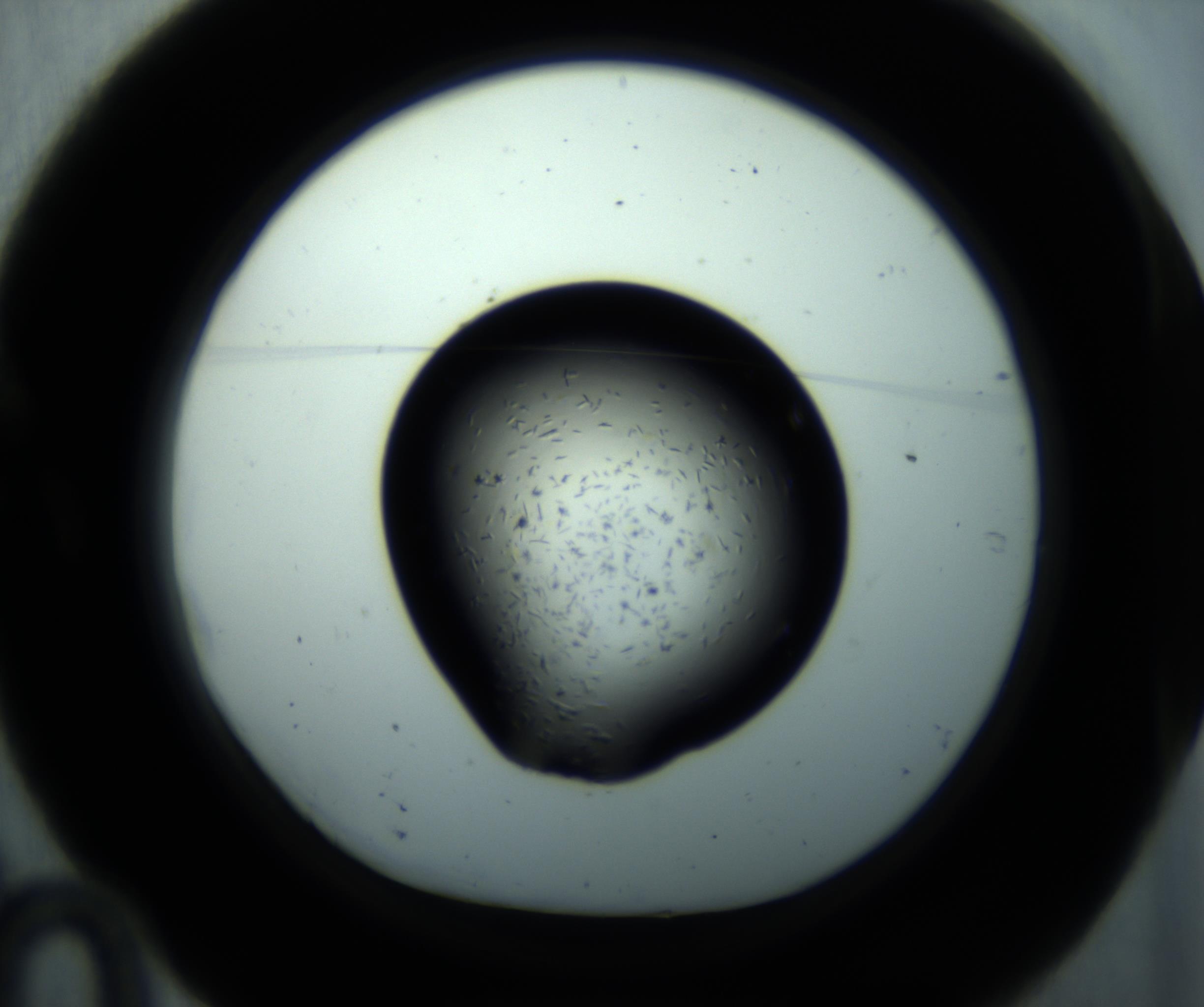 RI01_03_000_0212_Proj1_Clon1_MC_0000MC102893_001_161024_10_01_01_00_98_002_001_RAI.jpg