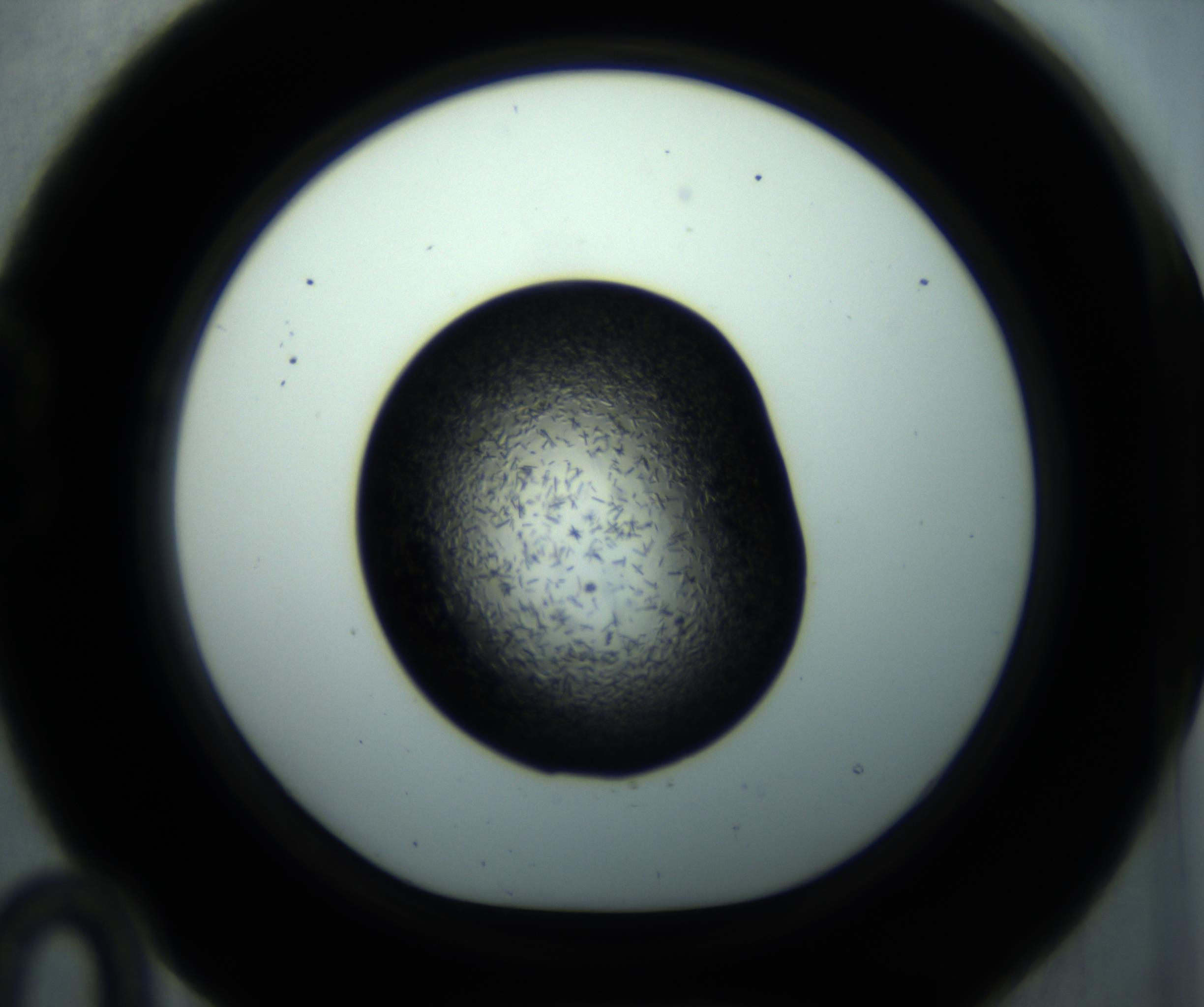 RI01_03_000_0212_Proj1_Clon1_MC_0000MC102893_001_161024_10_02_01_00_98_002_001_RAI.jpg