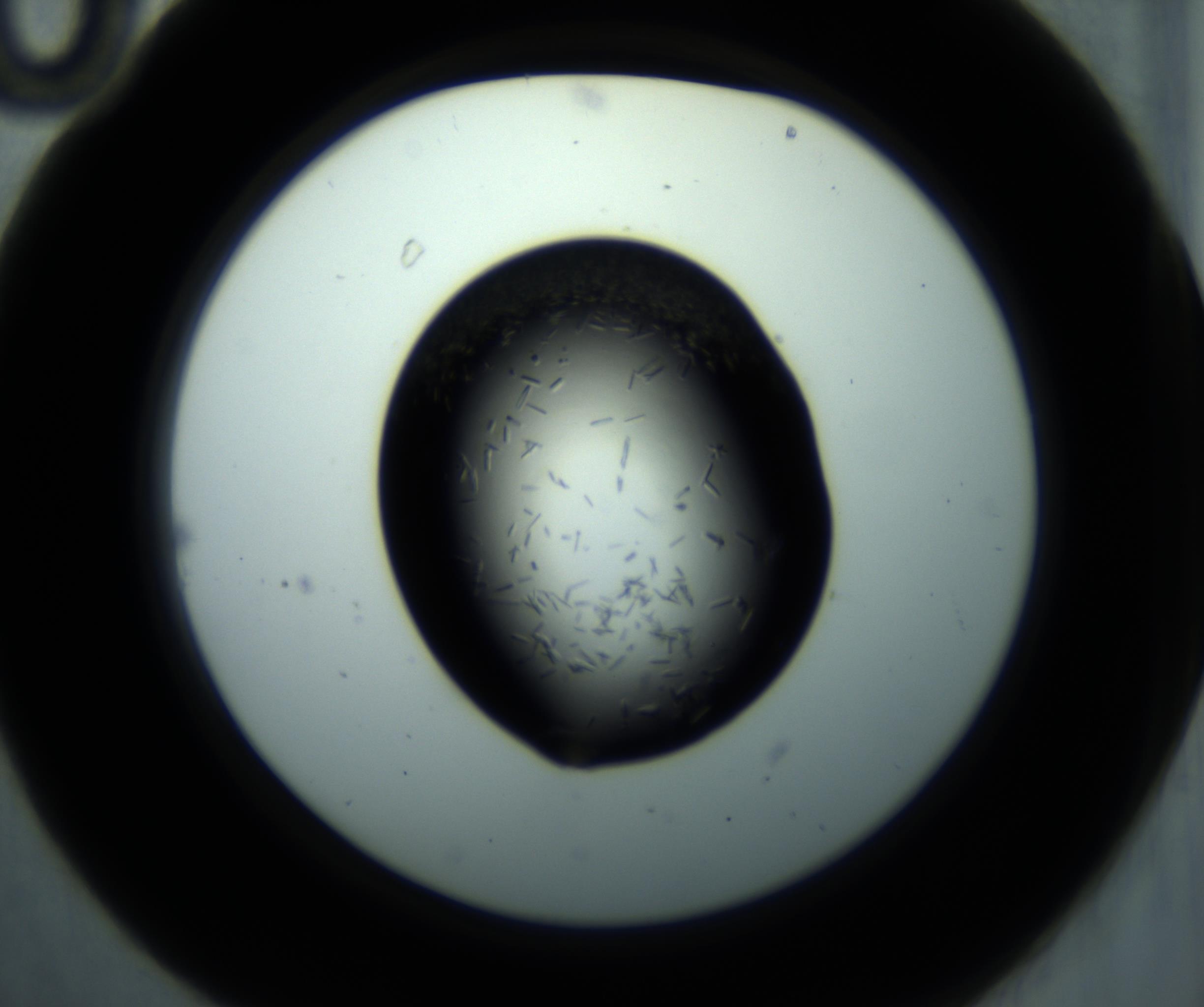 RI01_03_000_0212_Proj1_Clon1_MC_0000MC102893_001_161024_10_02_02_00_98_002_001_RAI.jpg