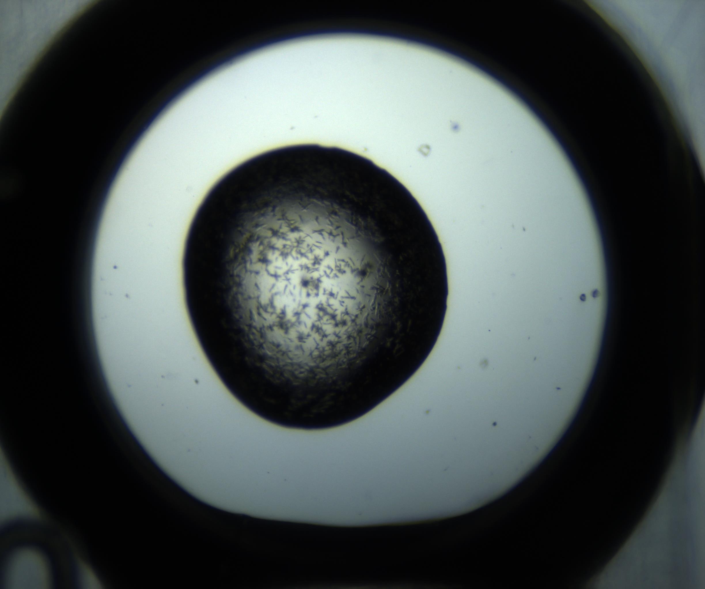 RI01_03_000_0212_Proj1_Clon1_MC_0000MC102893_001_161024_10_06_01_00_98_002_001_RAI.jpg