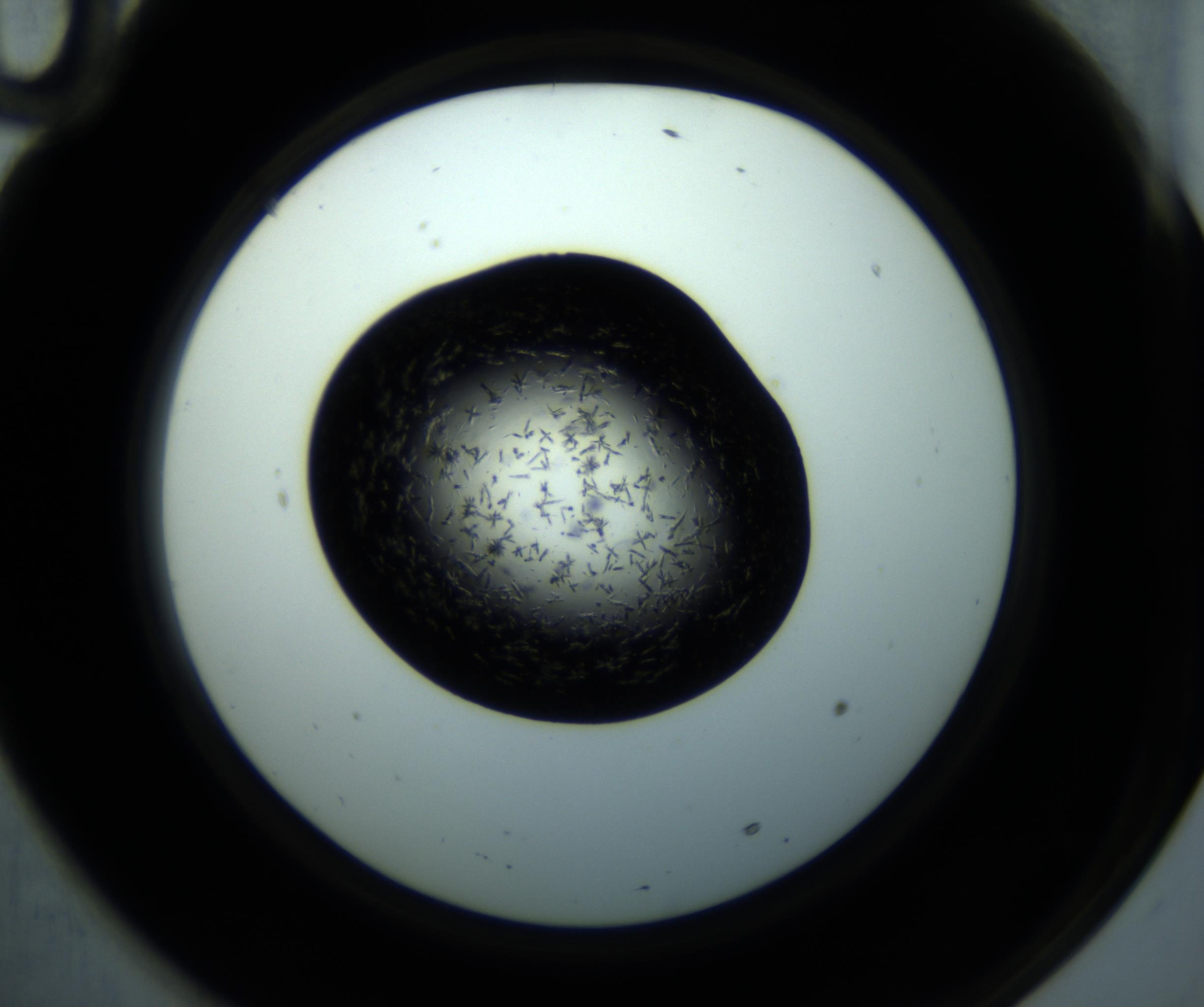 RI01_03_000_0212_Proj1_Clon1_MC_0000MC102893_001_161024_10_06_02_00_98_002_001_RAI.jpg