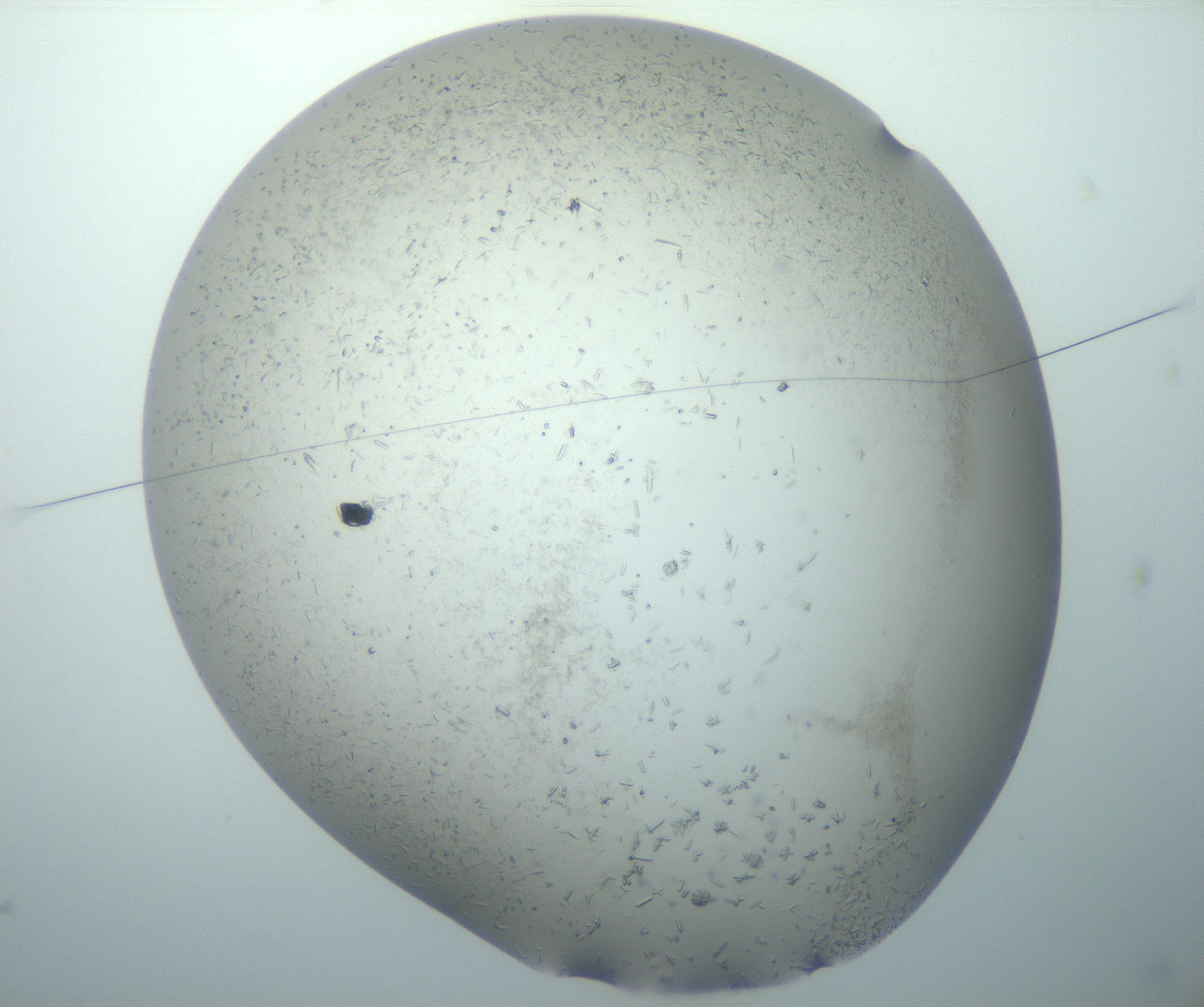 RI01_03_000_0212_Proj1_Clon1_MC_0000MC102893_002_161025_03_01_01_00_99_002_001_RAI.jpg