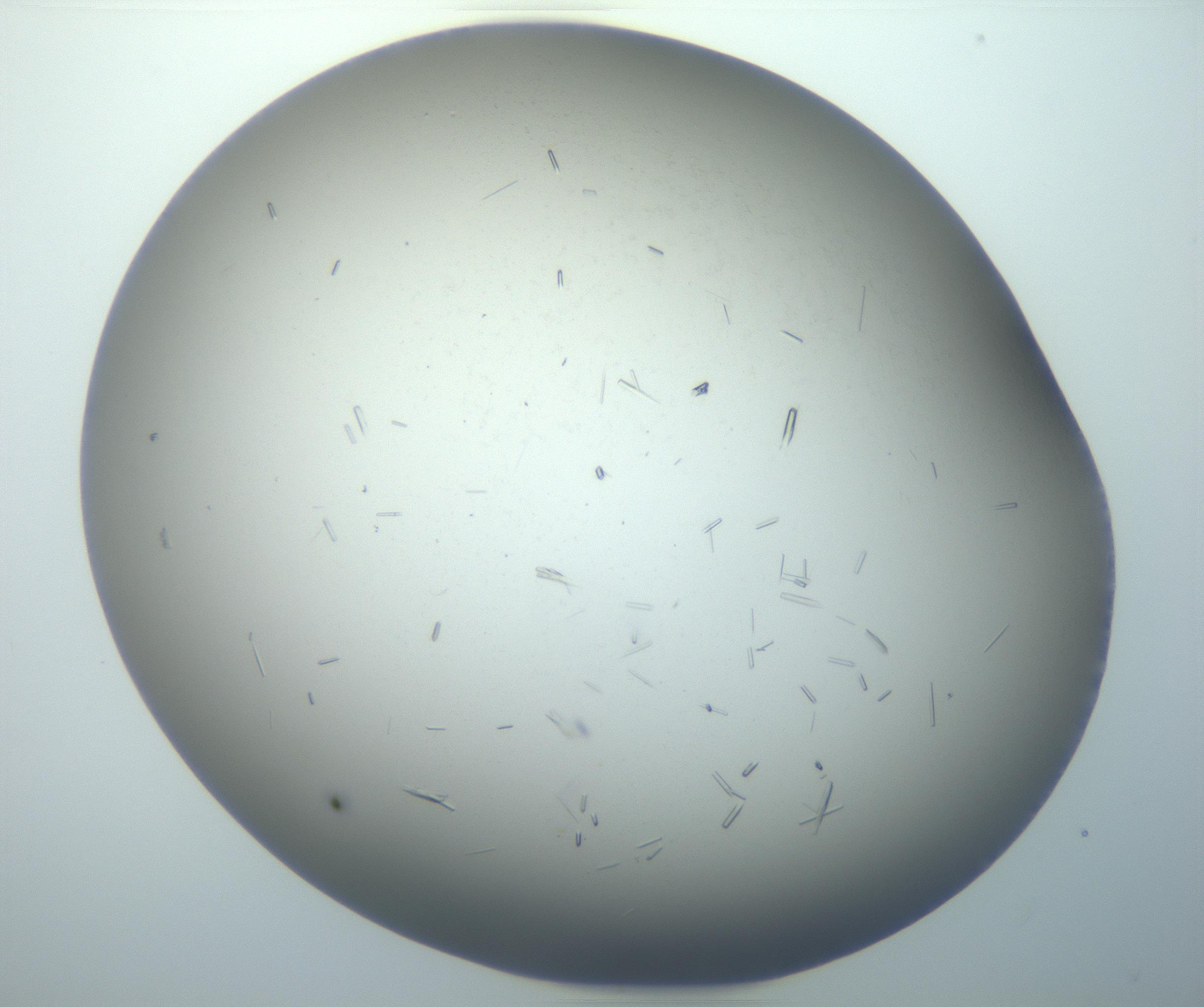 RI01_03_000_0212_Proj1_Clon1_MC_0000MC102893_002_161025_04_06_02_00_99_002_001_RAI.jpg