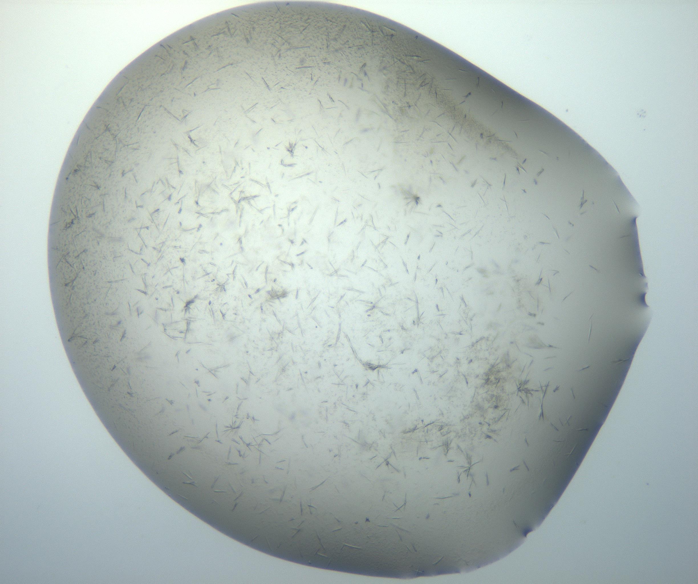 RI01_03_000_0212_Proj1_Clon1_MC_0000MC102893_005_161031_01_04_02_00_99_002_001_RAI.jpg