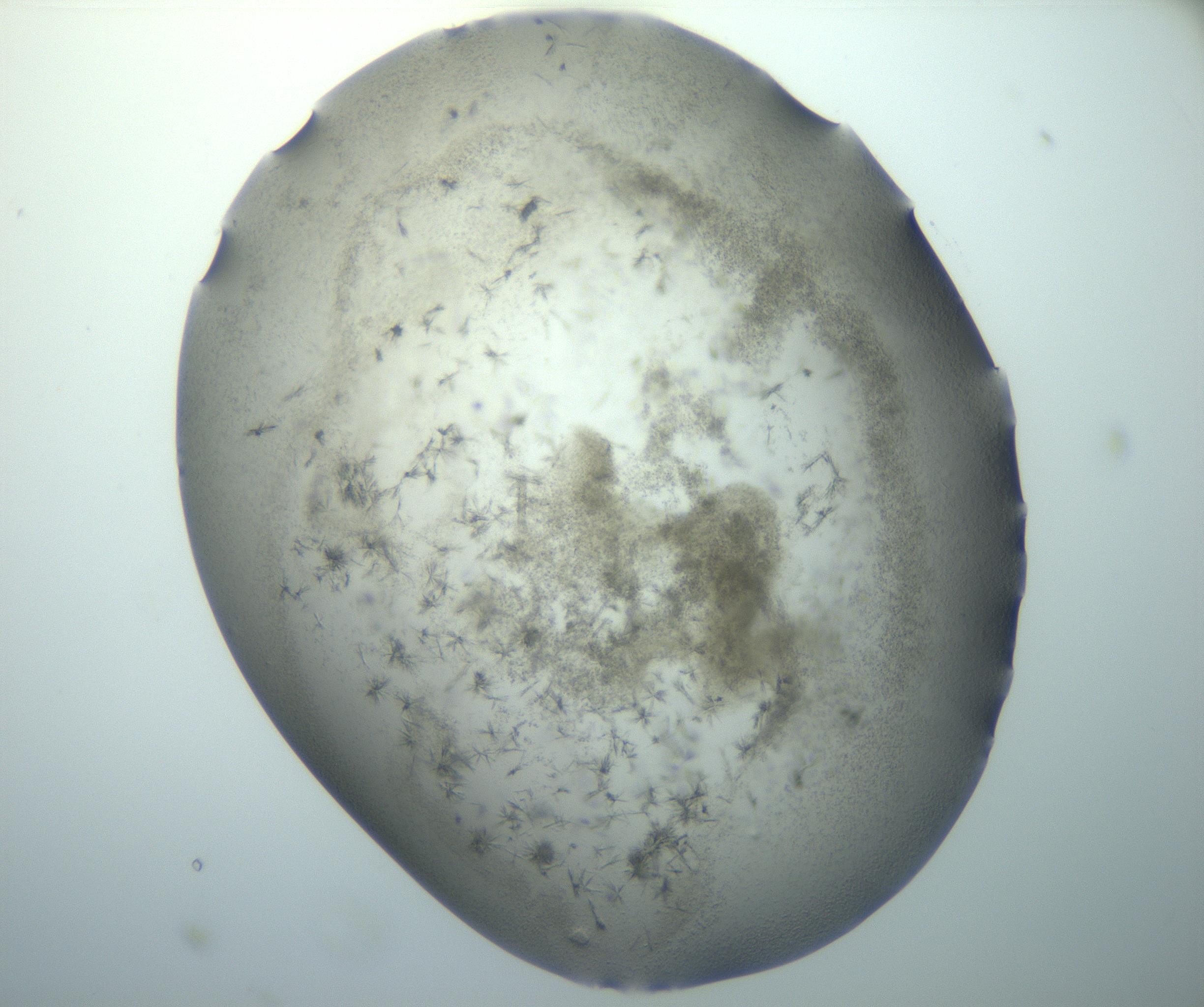 RI01_03_000_0212_Proj1_Clon1_MC_0000MC102893_005_161031_02_03_01_00_99_002_001_RAI.jpg
