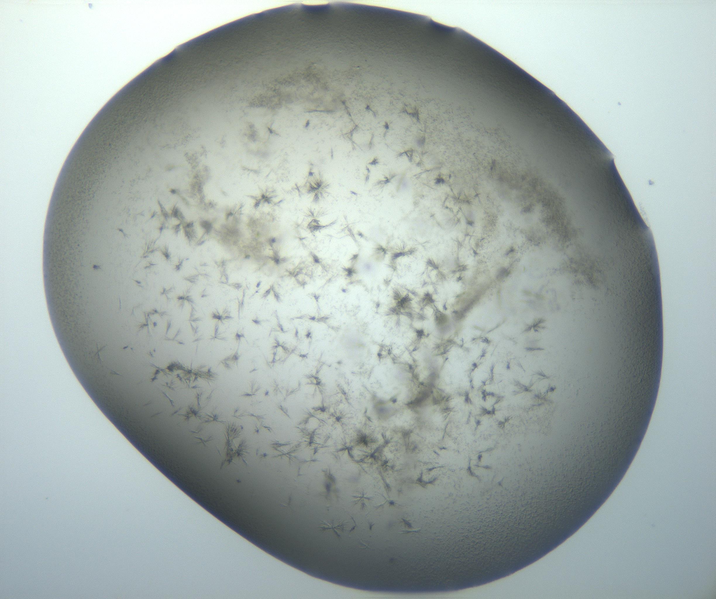 RI01_03_000_0212_Proj1_Clon1_MC_0000MC102893_005_161031_02_03_02_00_99_002_001_RAI.jpg