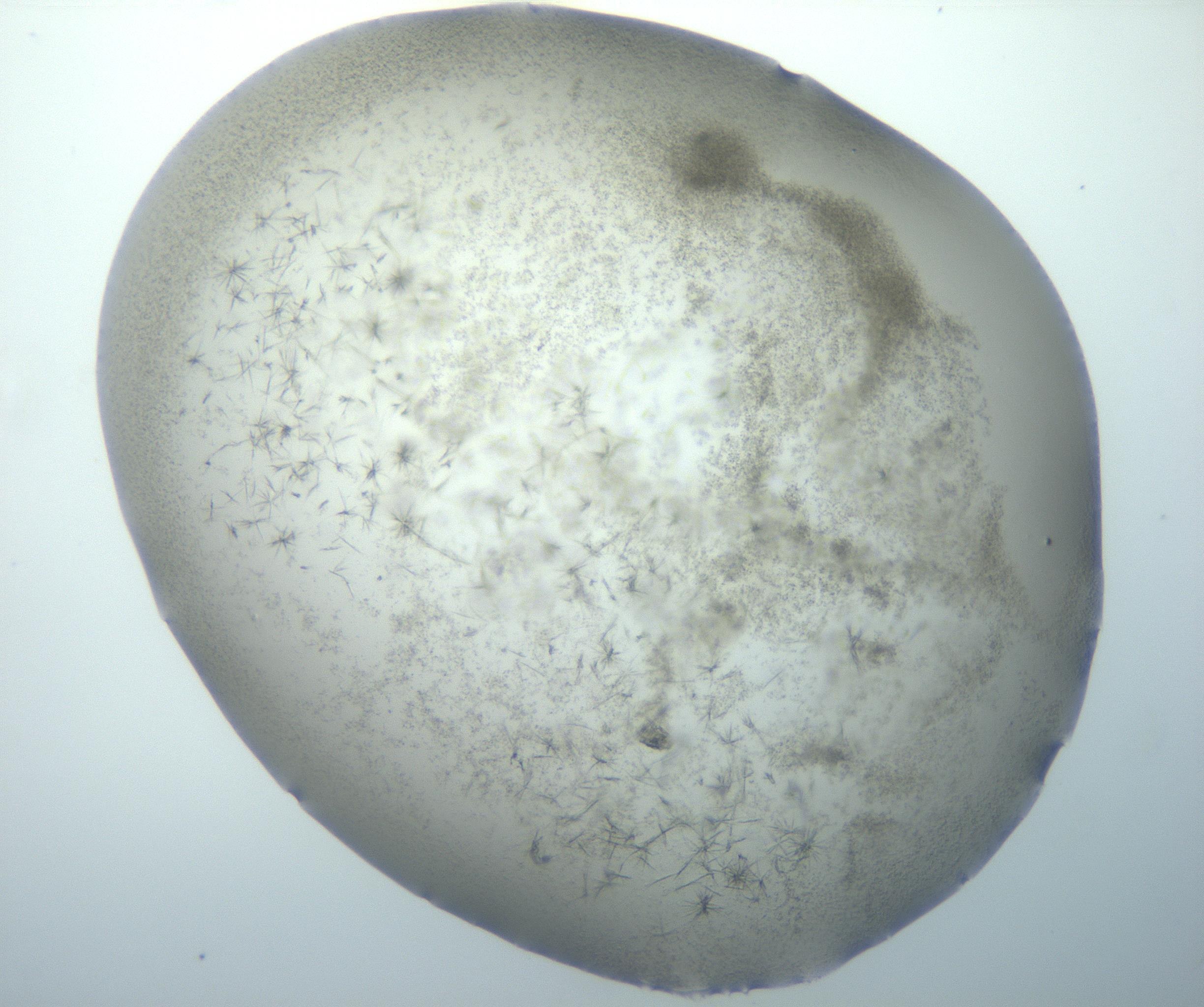 RI01_03_000_0212_Proj1_Clon1_MC_0000MC102893_005_161031_04_04_02_00_99_002_001_RAI.jpg