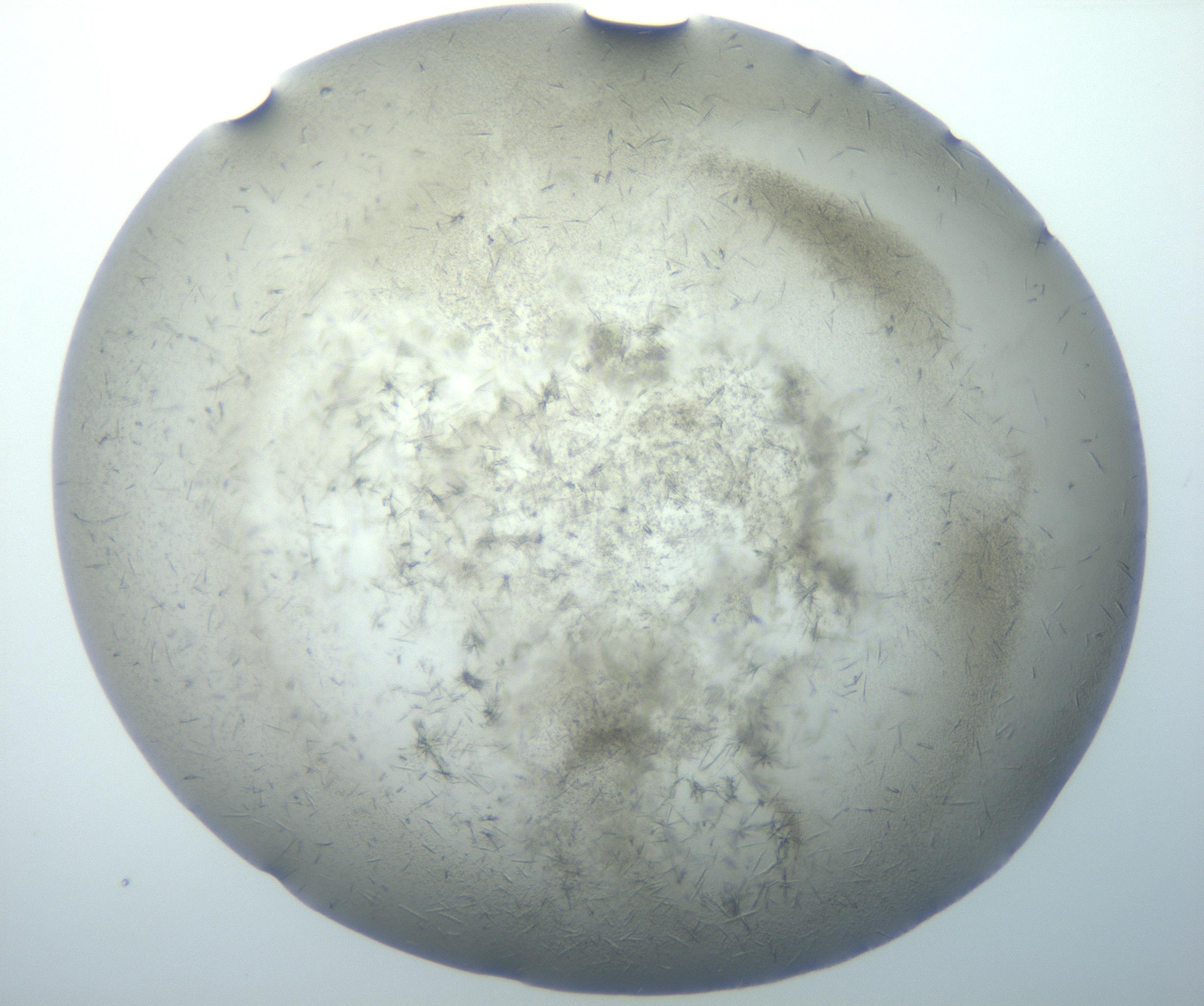 RI01_03_000_0212_Proj1_Clon1_MC_0000MC102893_005_161031_05_04_01_00_99_002_001_RAI.jpg