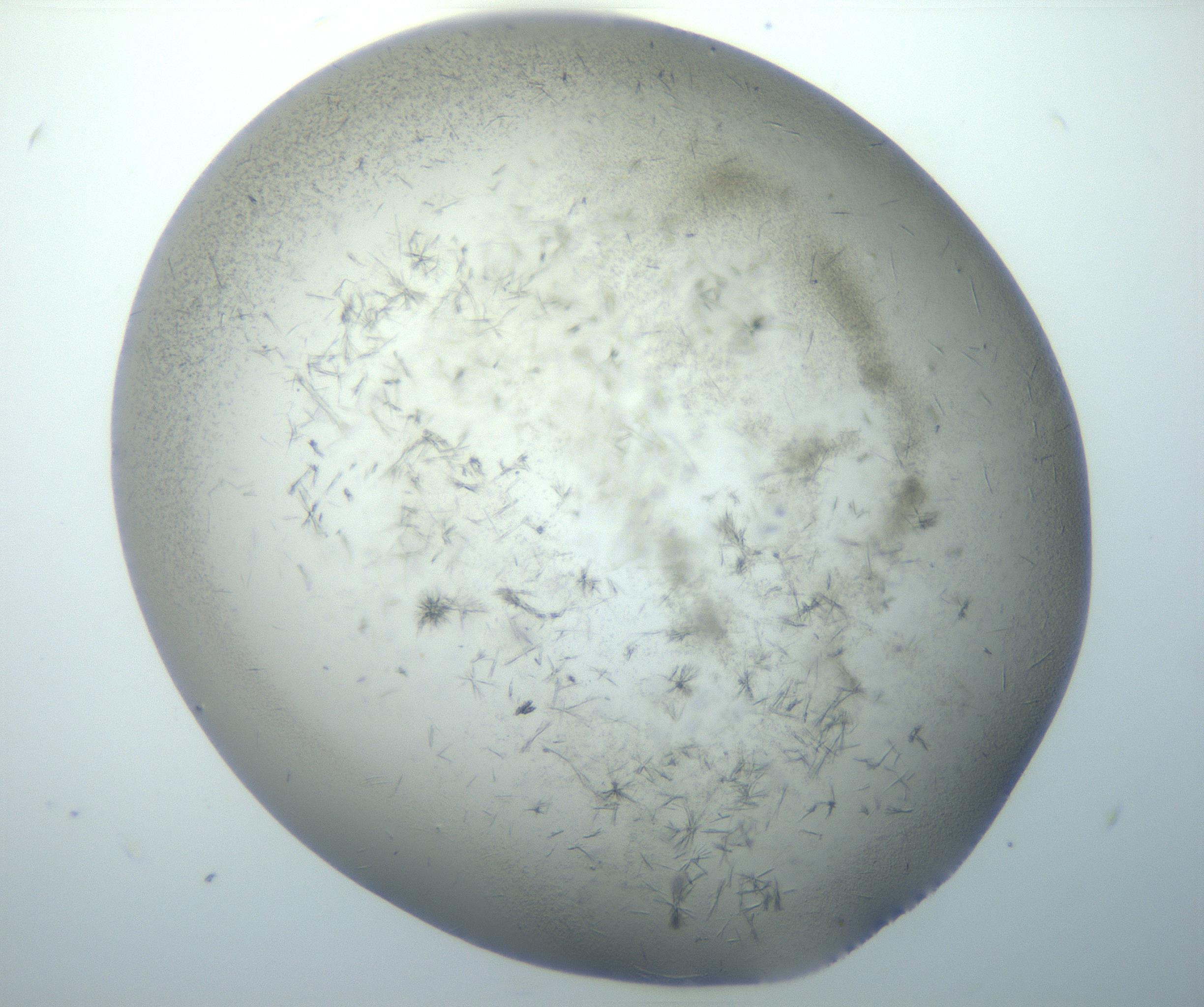 RI01_03_000_0212_Proj1_Clon1_MC_0000MC102893_005_161031_05_04_02_00_99_002_001_RAI.jpg