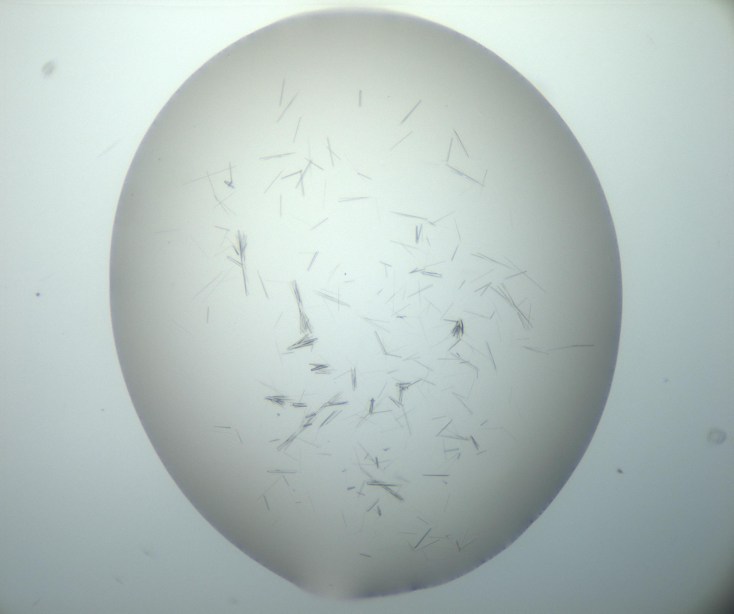 RI01_03_000_0212_Proj1_Clon1_MC_0000MC102893_005_161031_09_02_02_00_99_002_001_RAI.jpg