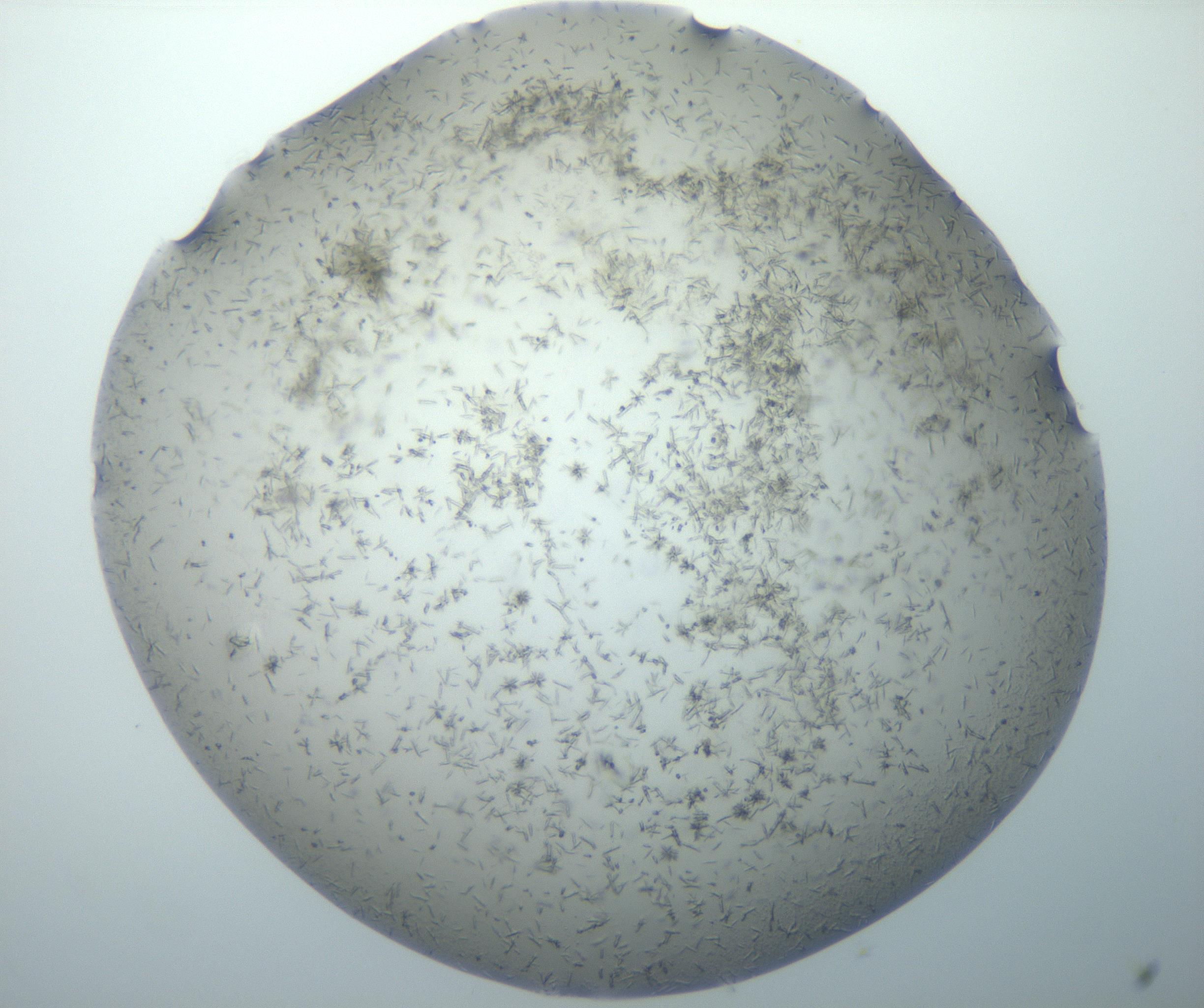 RI01_03_000_0212_Proj1_Clon1_MC_0000MC102893_005_161031_09_03_02_00_99_002_001_RAI.jpg