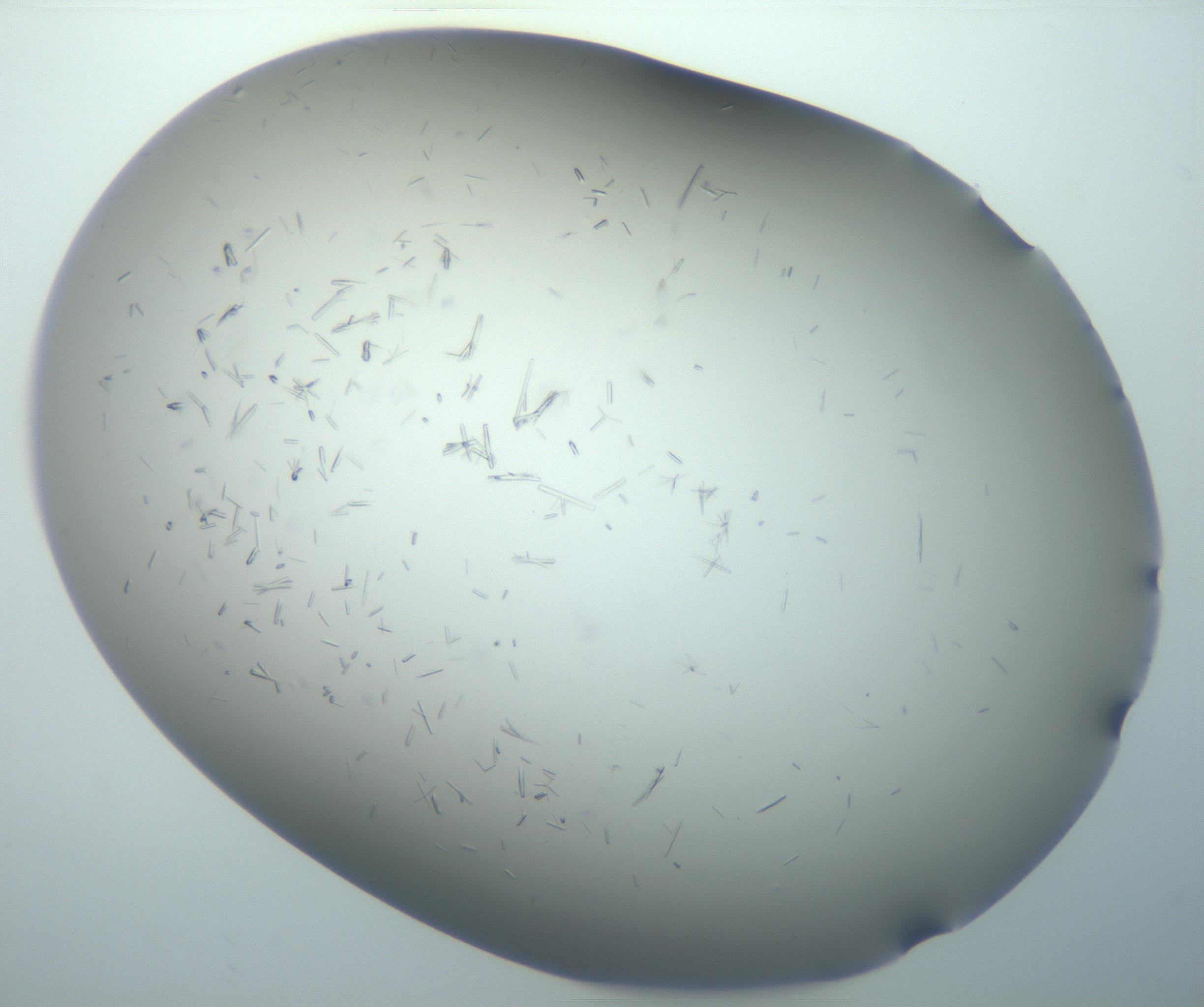 RI01_03_000_0212_Proj1_Clon1_MC_0000MC102893_006_161103_01_07_02_00_99_002_001_RAI.jpg