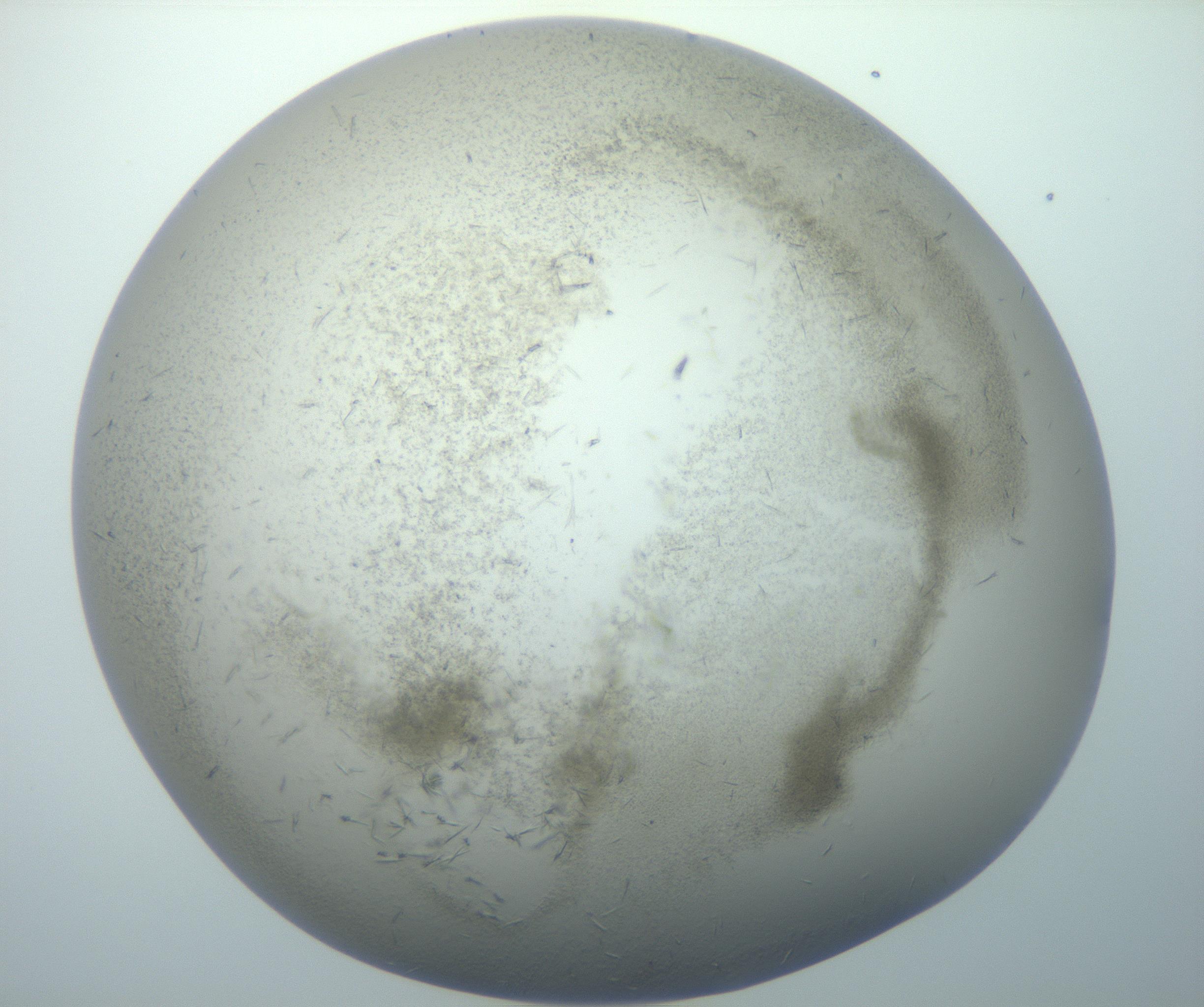 RI01_03_000_0212_Proj1_Clon1_MC_0000MC102893_006_161103_04_08_01_00_99_002_001_RAI.jpg
