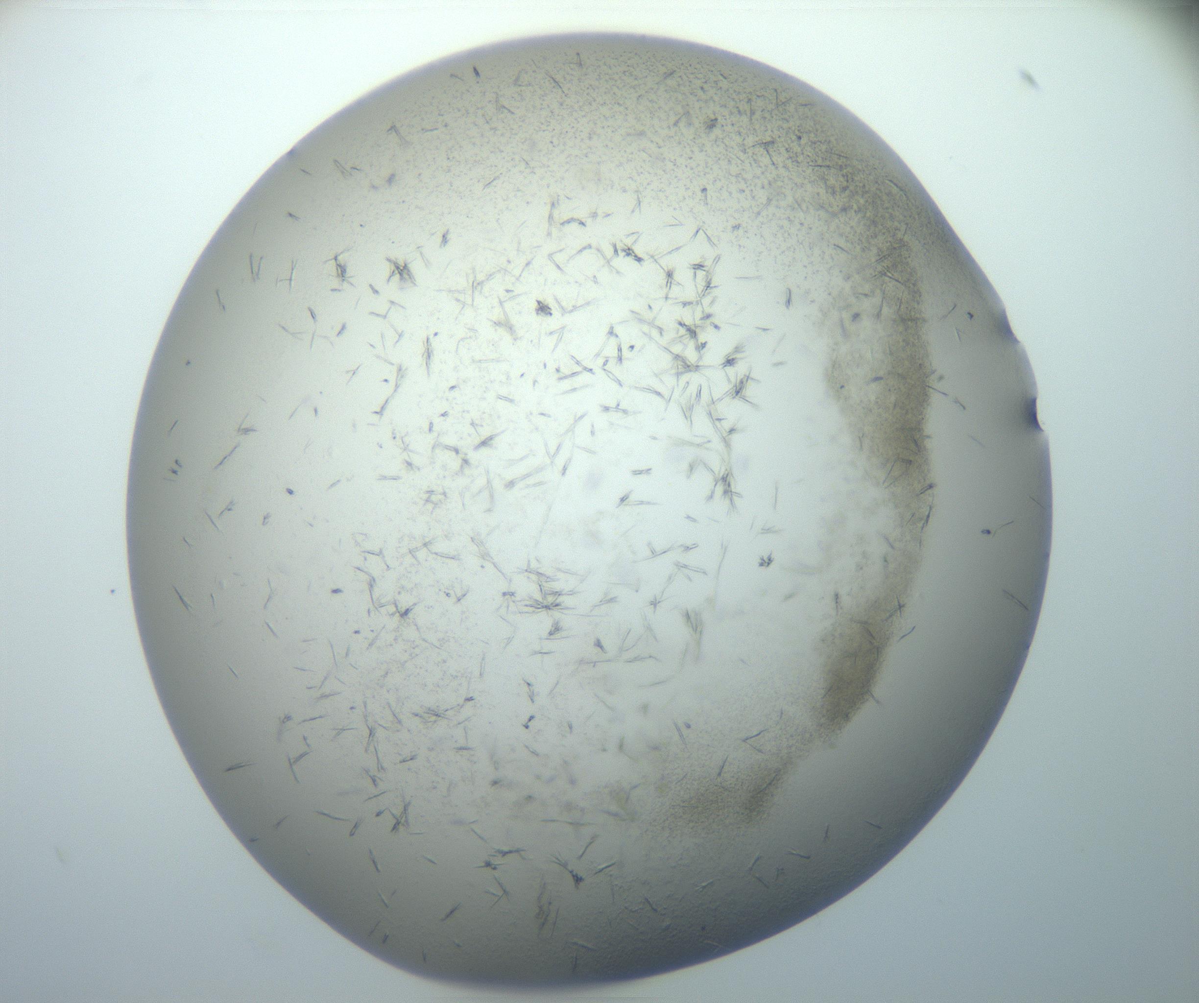 RI01_03_000_0212_Proj1_Clon1_MC_0000MC102893_006_161103_04_08_02_00_99_002_001_RAI.jpg
